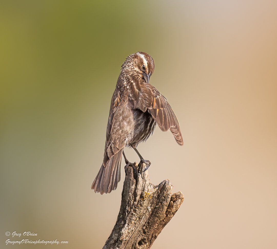 Red-winged Blackbird (female) - Daniel Webster Wildlife Sanctuary - Marshfield, Massachusetts
