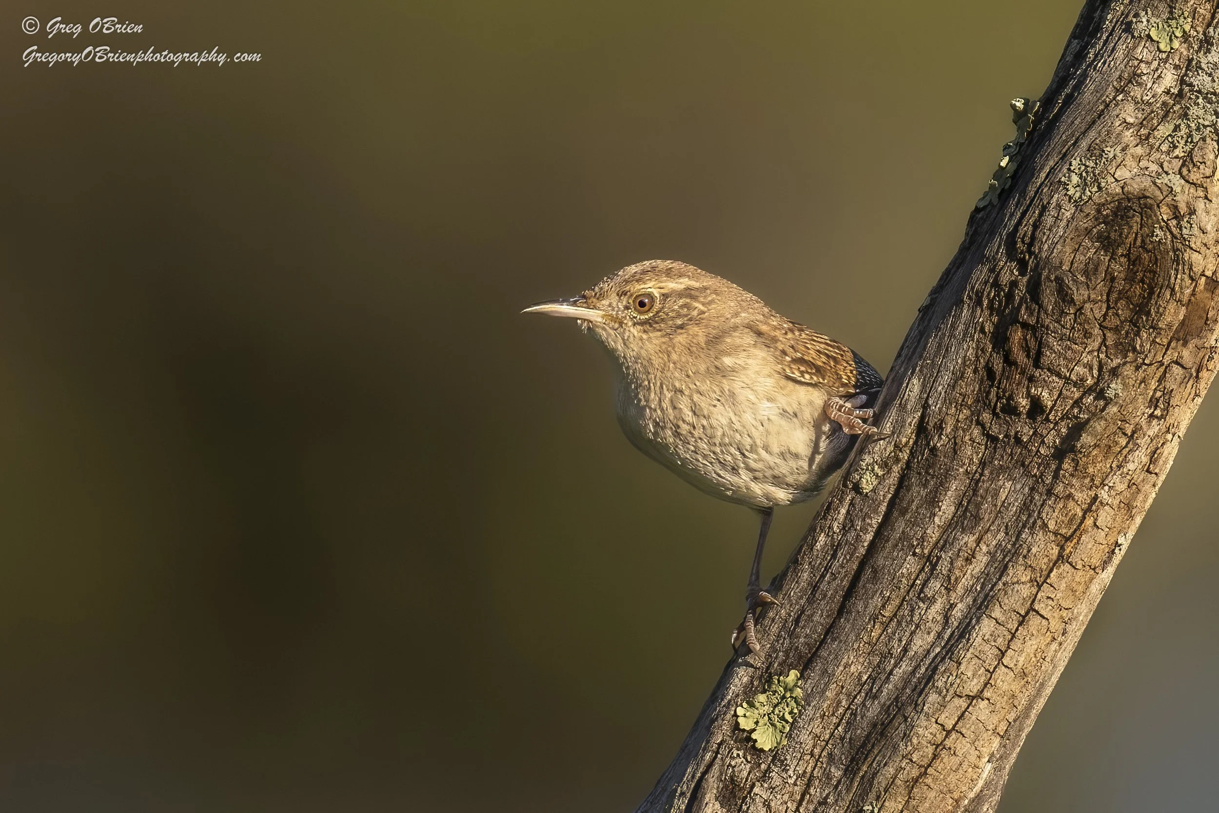 Winter Wren - Daniel Webster Wildlife Sanctuary - Marshfield, Massachusetts