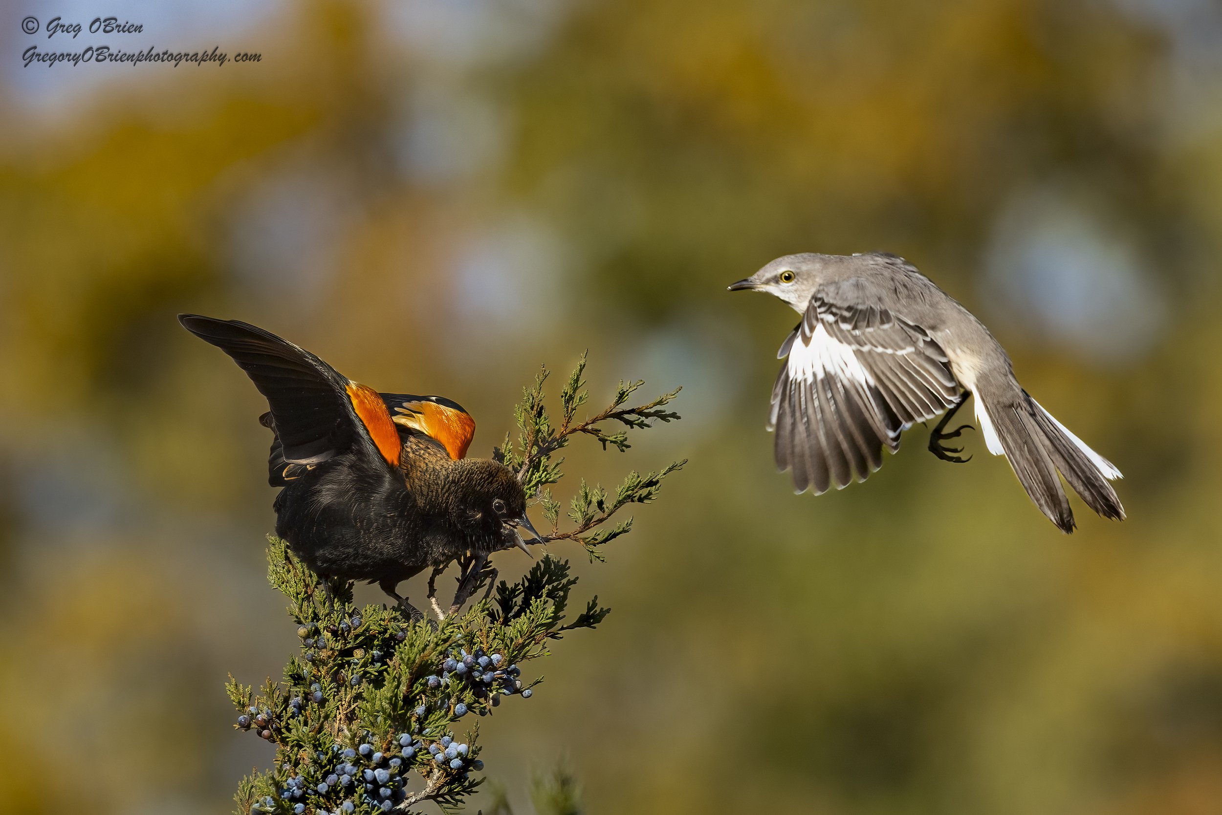 Red-winged Blackbird and Northern Mockingbird in territorial dispute - Daniel Webster Wildlife Sanctuary - Marshfield, Massachusetts