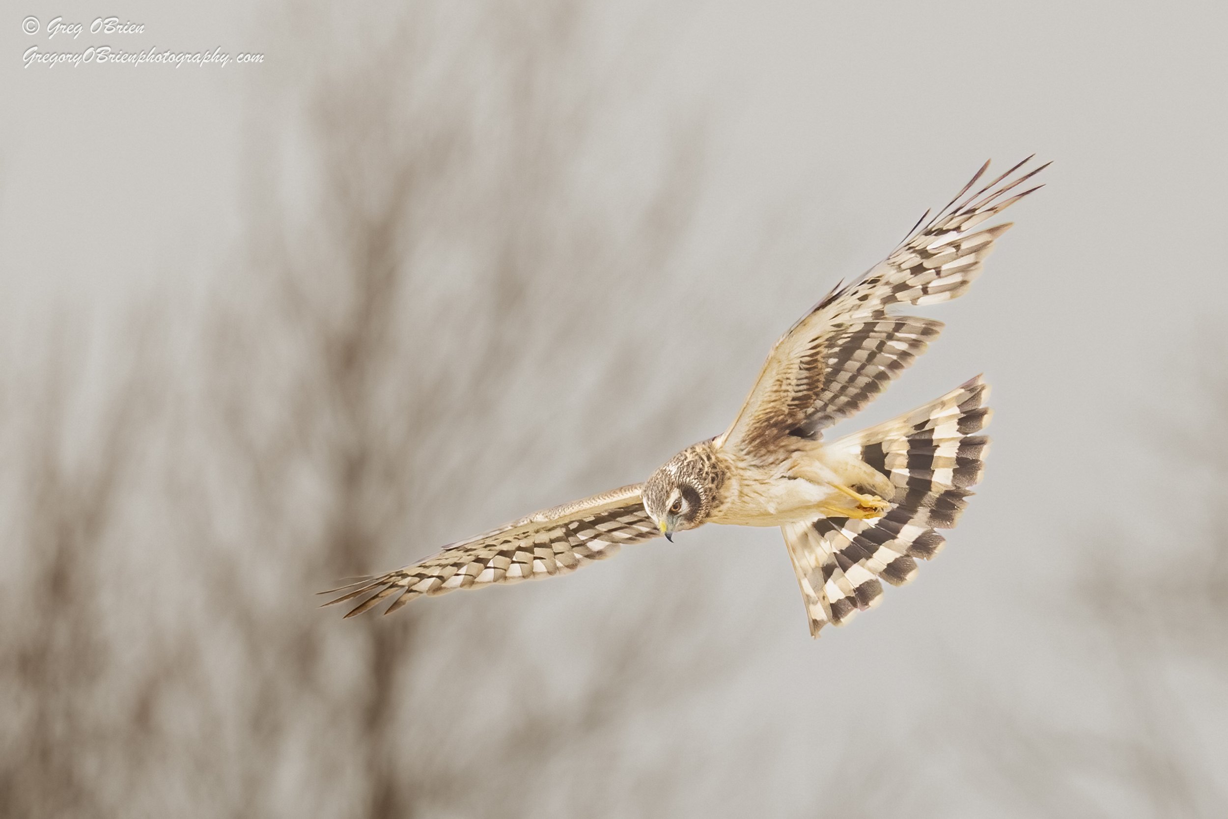 Northern Harrier (female) - Turkey Hill, Hingham, Massachusetts