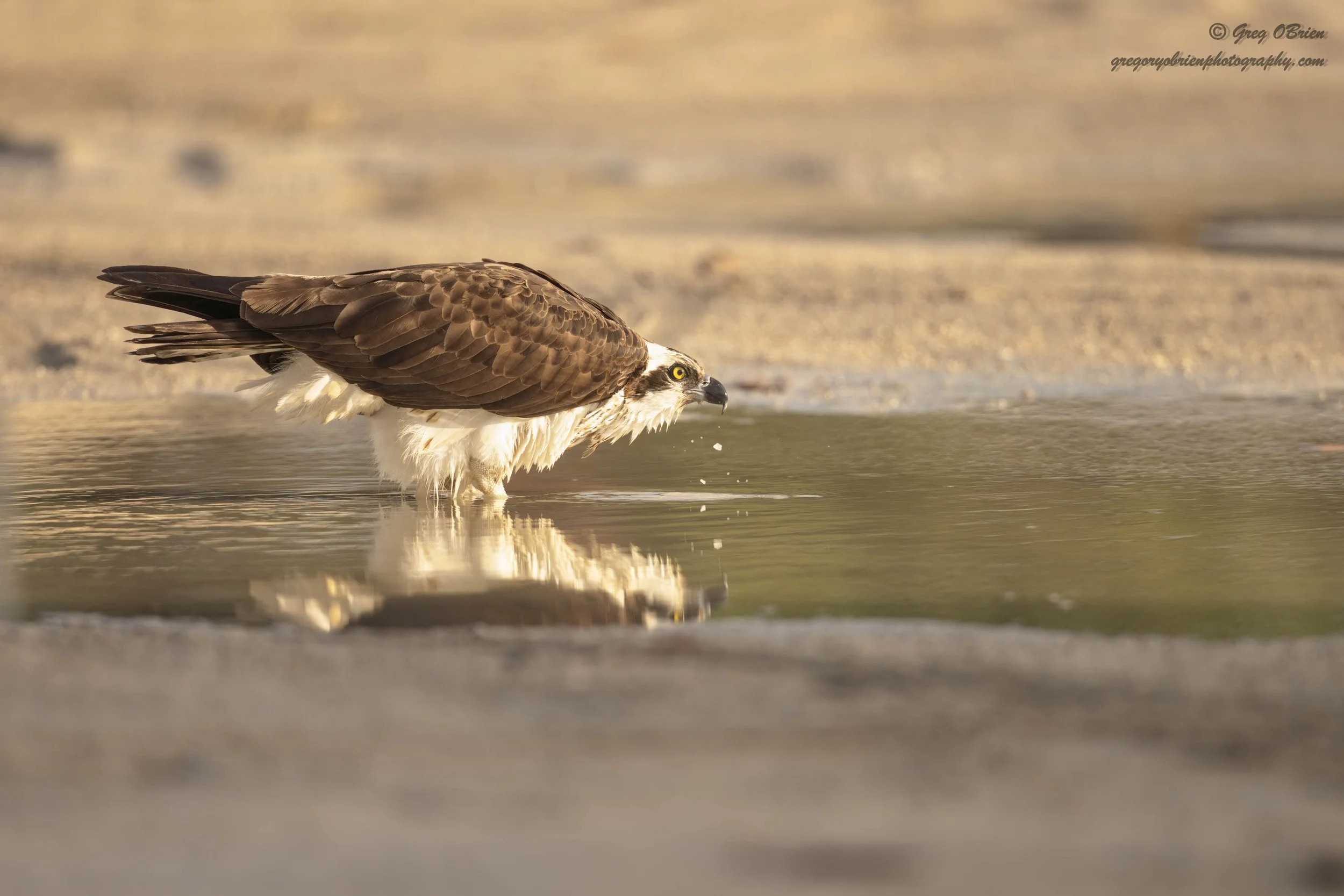 Osprey getting a drink in fresh water.  Nokomis Beach area - Florida