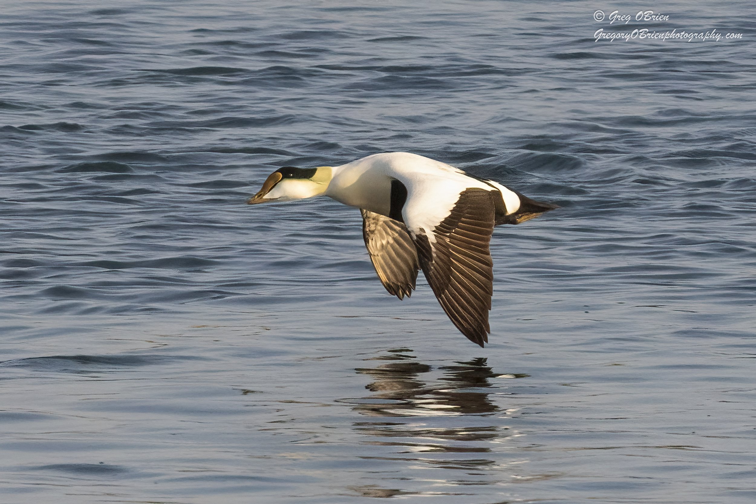 Common Eider (male in flight) over the Cape Cod Canal, Massachusetts