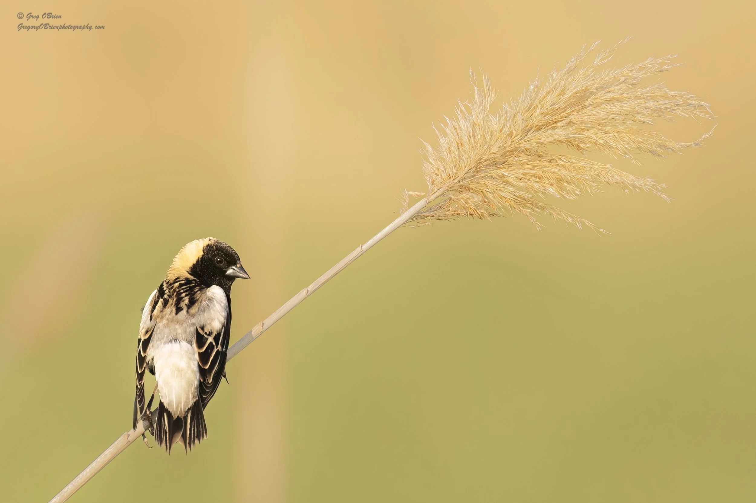 Bobolink (male) - Daniel Webster Wildlife Sanctuary, Marshfield, Massachusetts