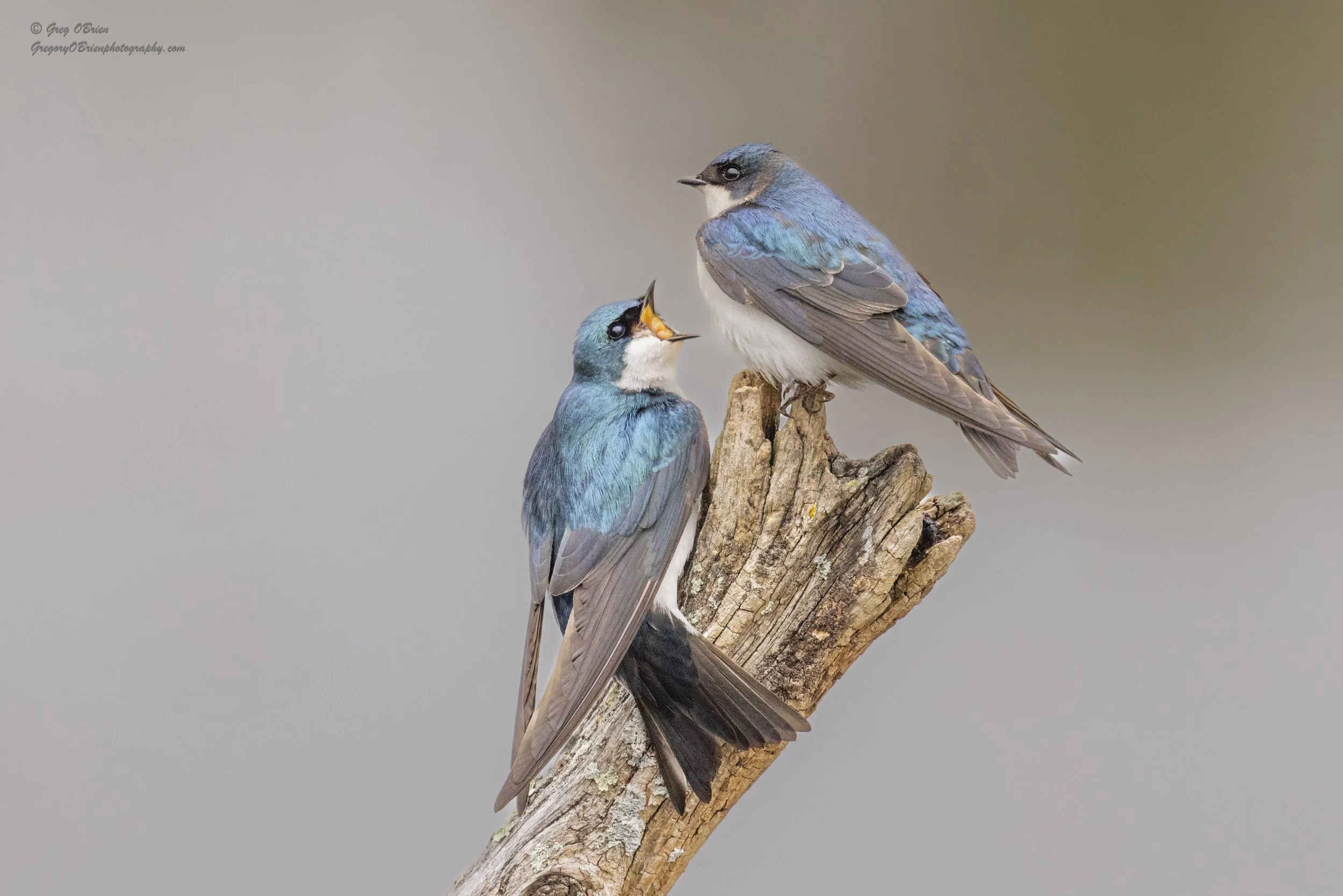 Tree Swallows - Keeping a watchful eye on their mates nesting boxes nearby.  Danile Webster Wildlife Sanctuary - Marshfield, Massachusetts