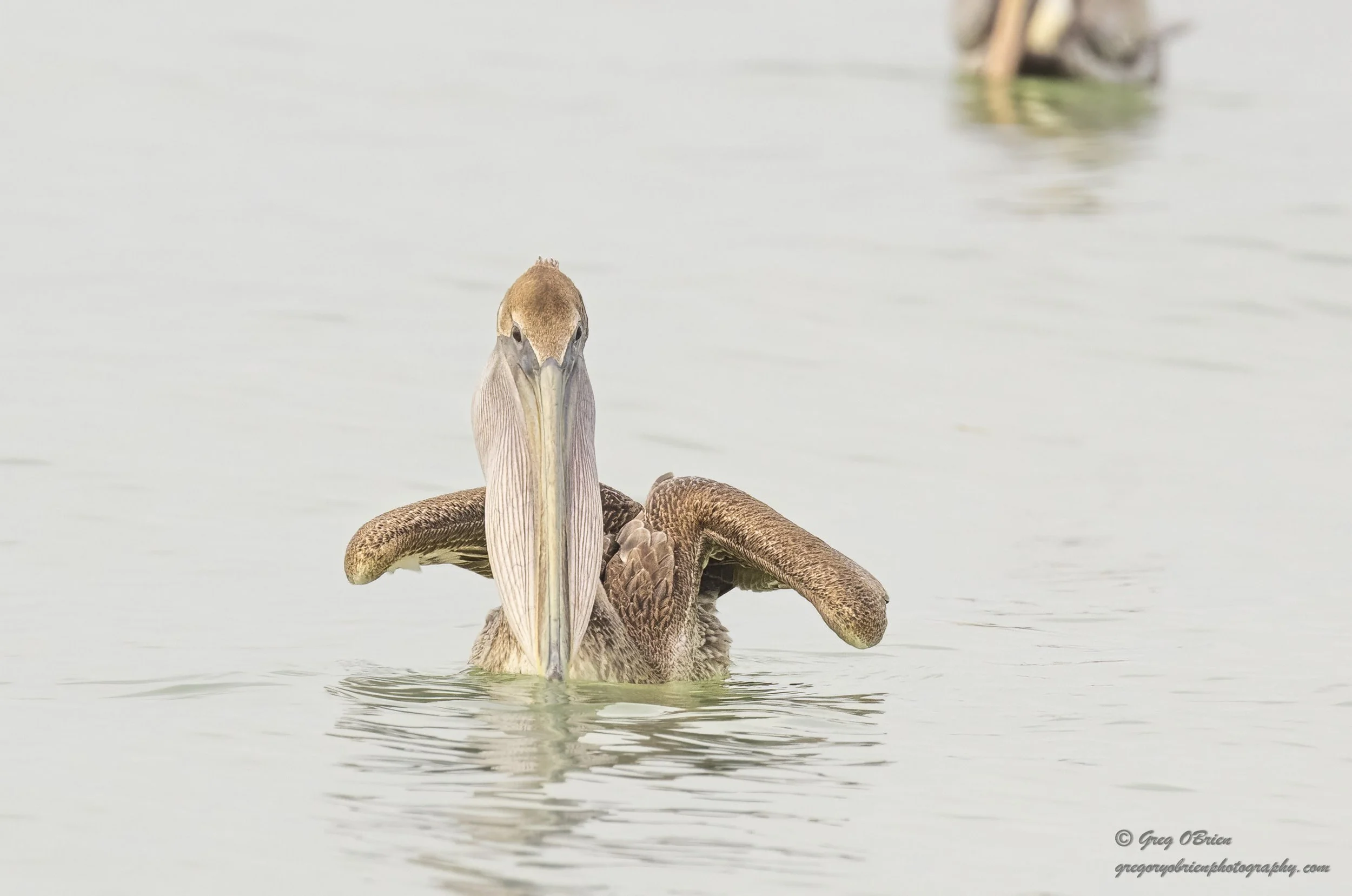 Brown Pelican (with a pouch full of fish) - South Lido Beach - Sarasota, Florida