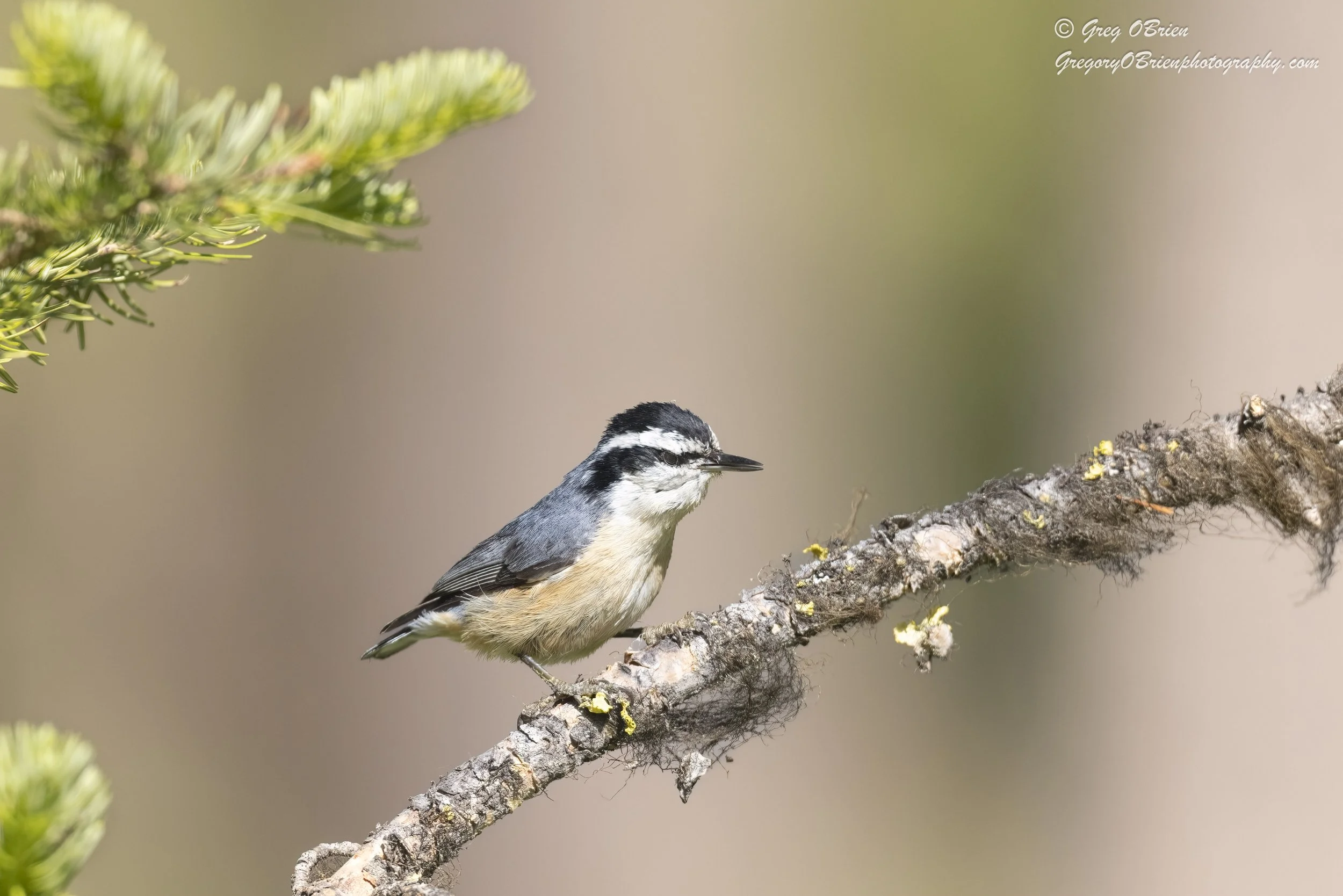 Red-breasted Nuthatch Lac Le Jeune - British Columbia