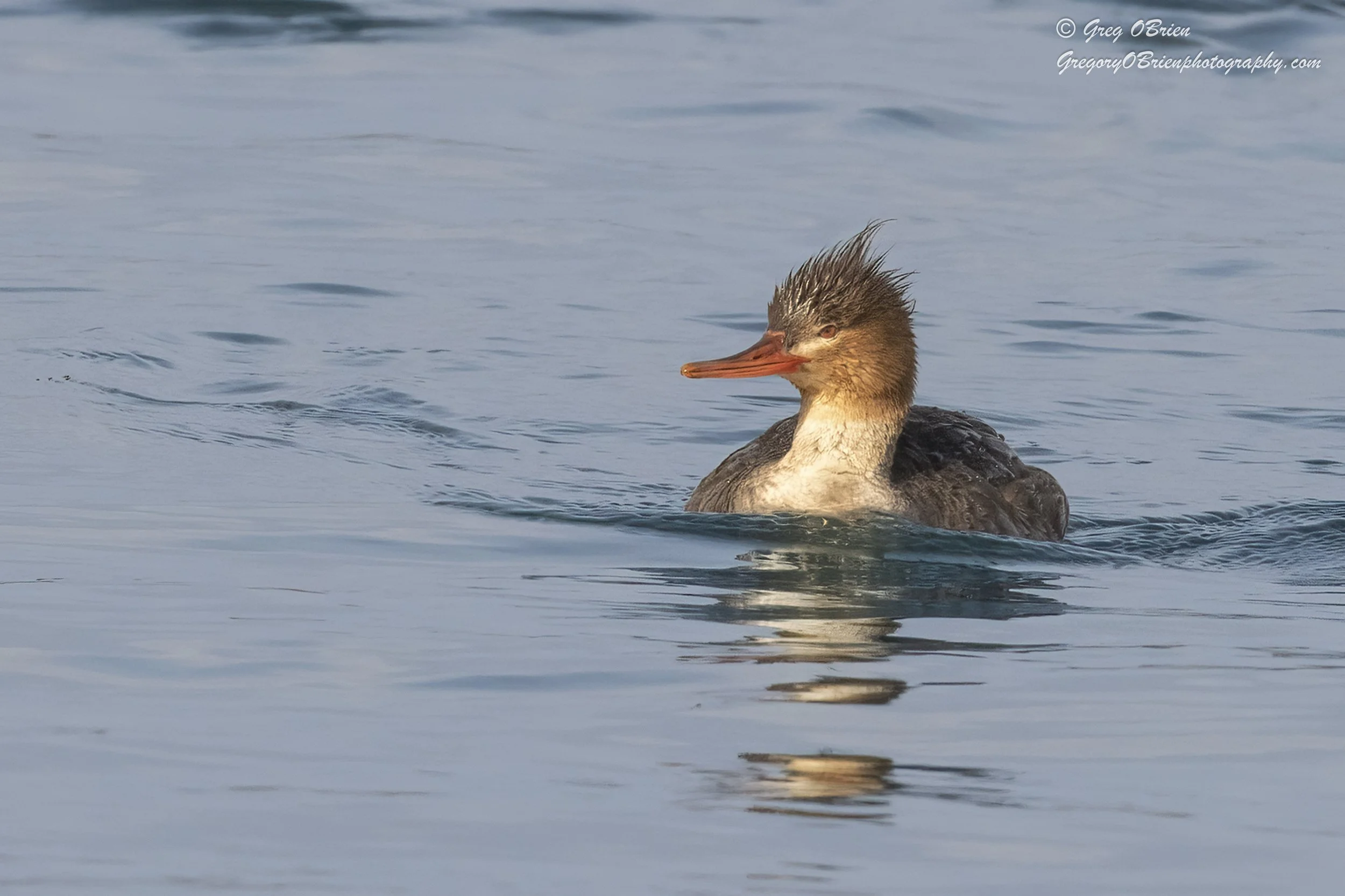 Red-breasted Merganser (female) on the Cape Cod Canal, Massachusetts
