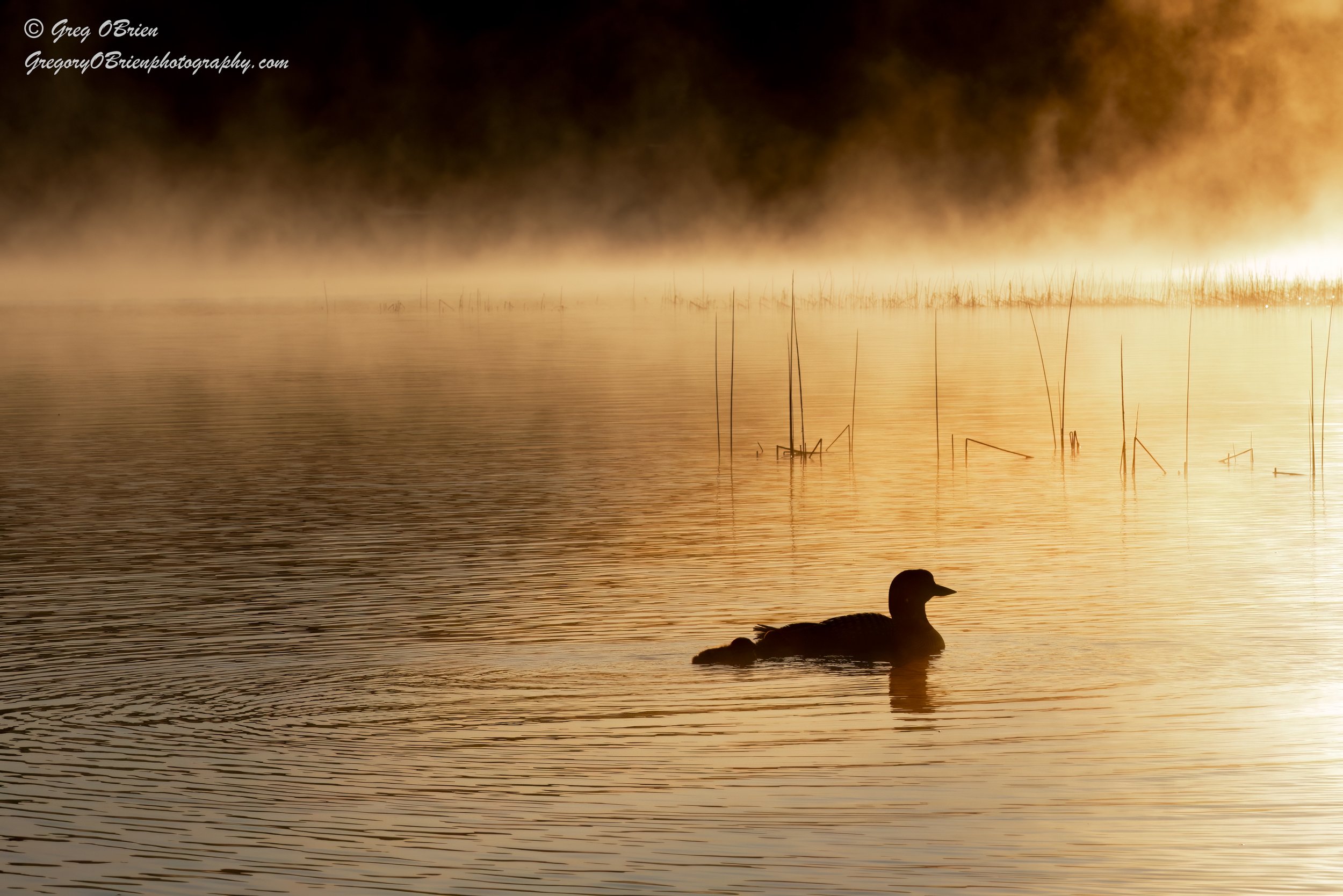 Common Loon with chicks on back - Kamloops, British Columbia.  