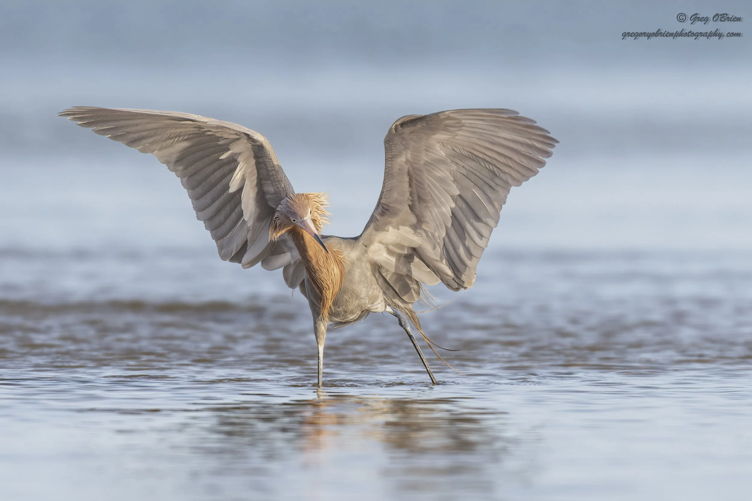 Reddish Egret (using a wing to shade the water while fishing) - Fort De Soto - Tierra Verde, Florida