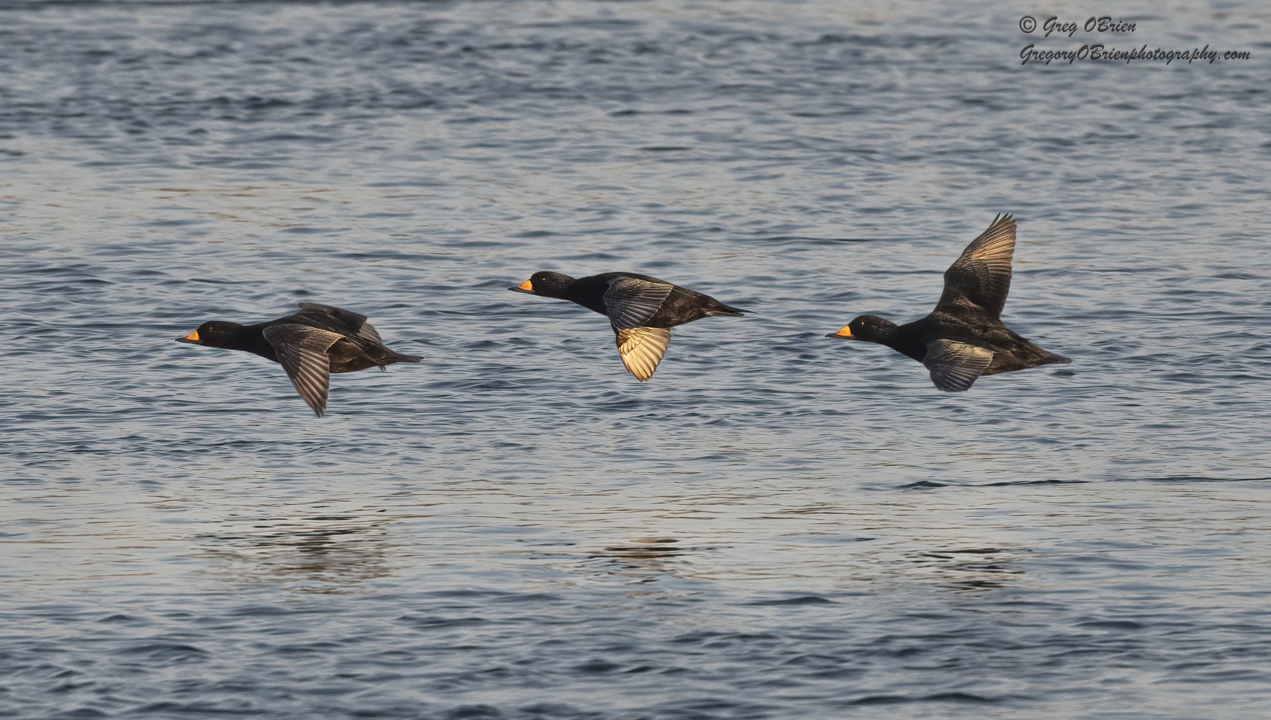 Black Scoters (in flight) - Cape Cod Canal, Massachusetts