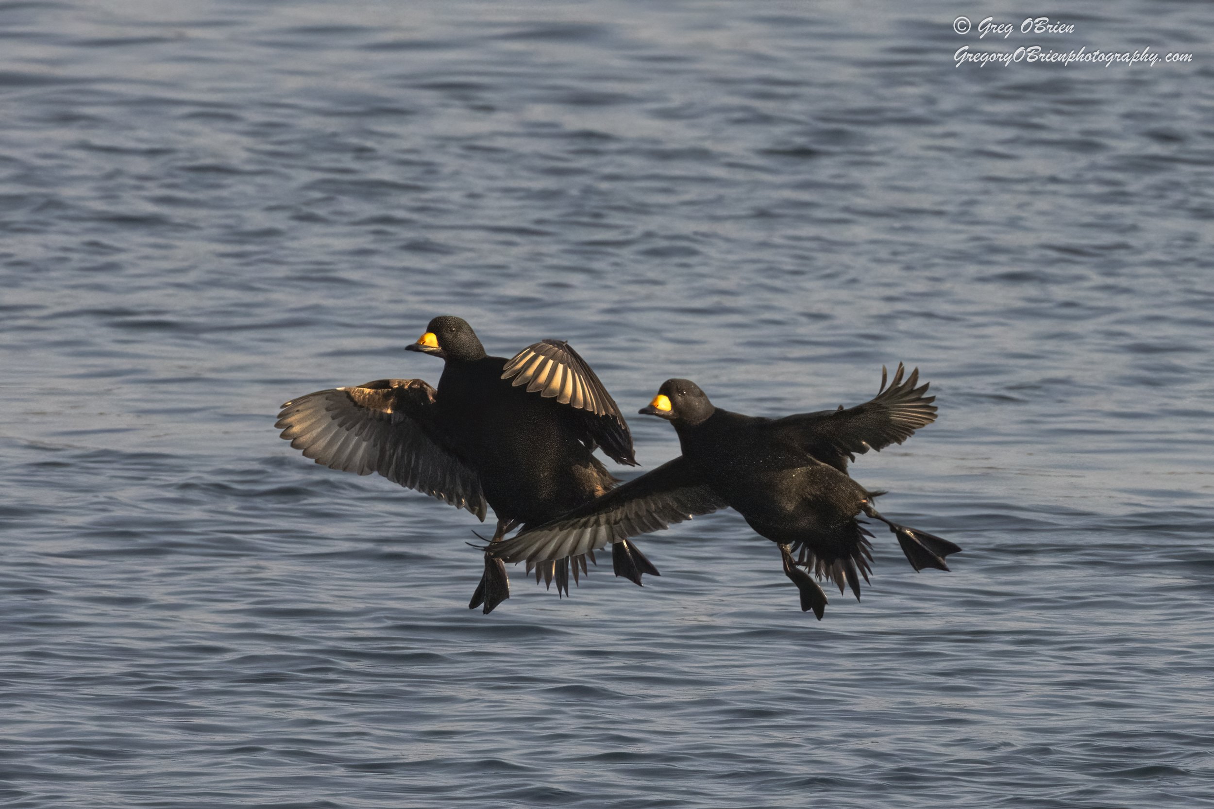 Black Scoters (in flight) - Cape Cod Canal, Massachusetts