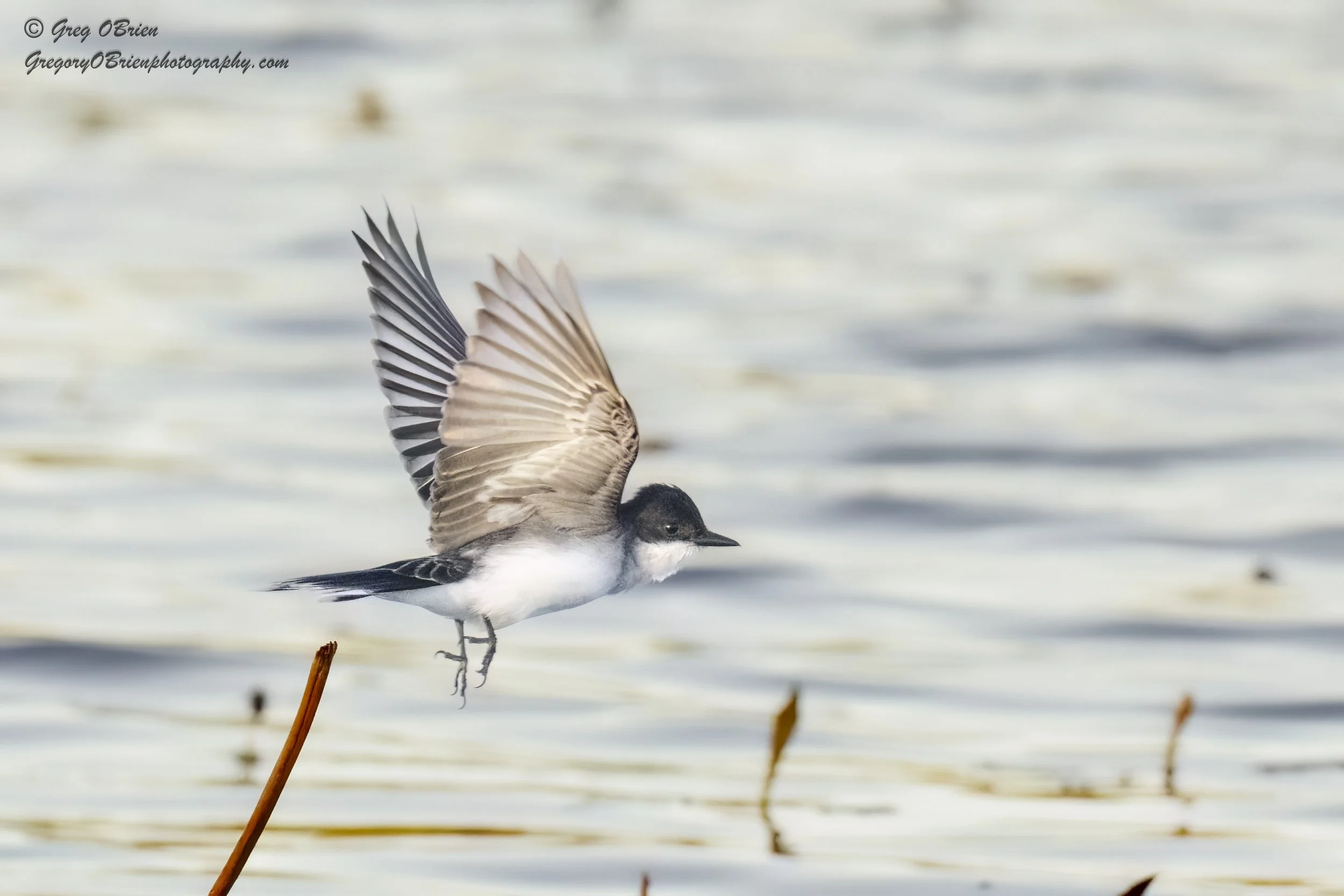Eastern Kingbird - in flight for insects - Great Meadows NWR - Concord, Massachusetts