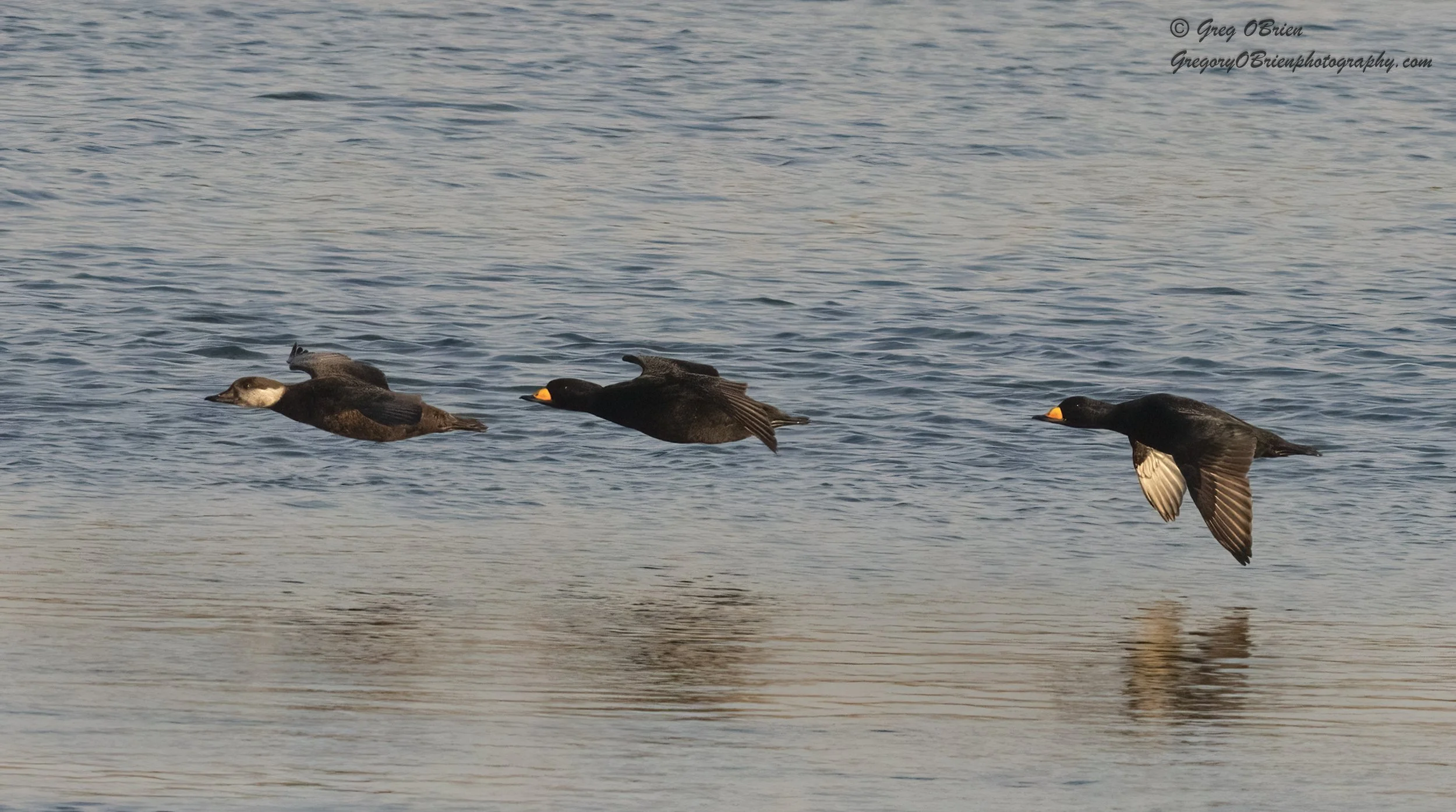 Black Scoters (in flight) - Cape Cod Canal, Massachusetts