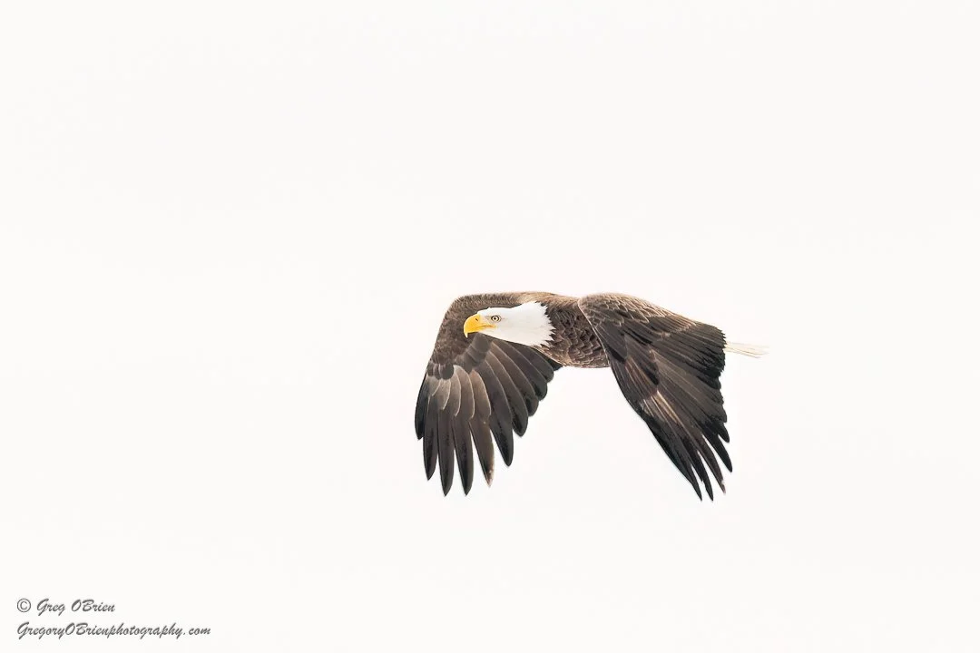 Bald Eagle in flight over an icy Hudson River in Westchester County, New York
