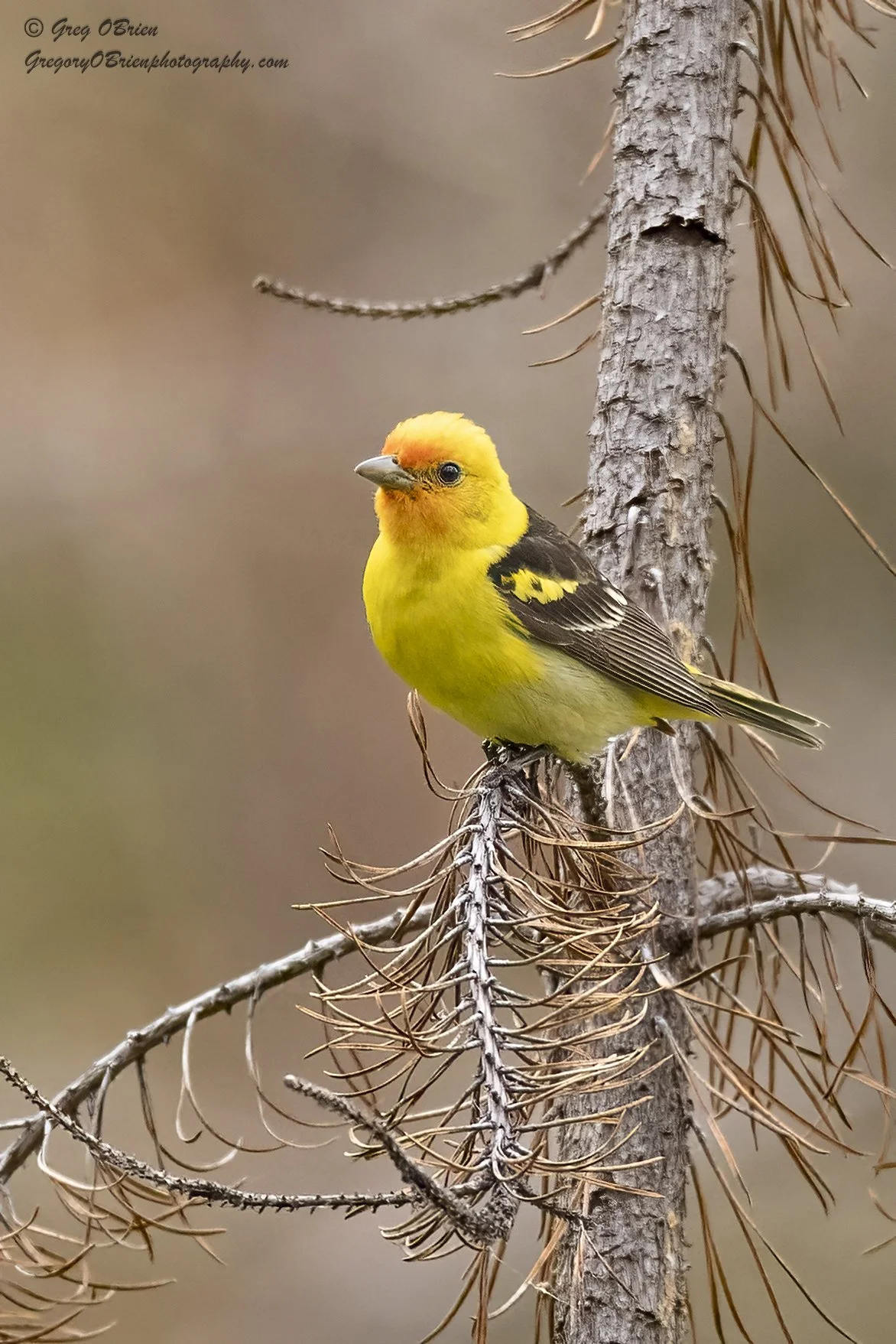 Western Tanager - Kamloops - British Columbia 