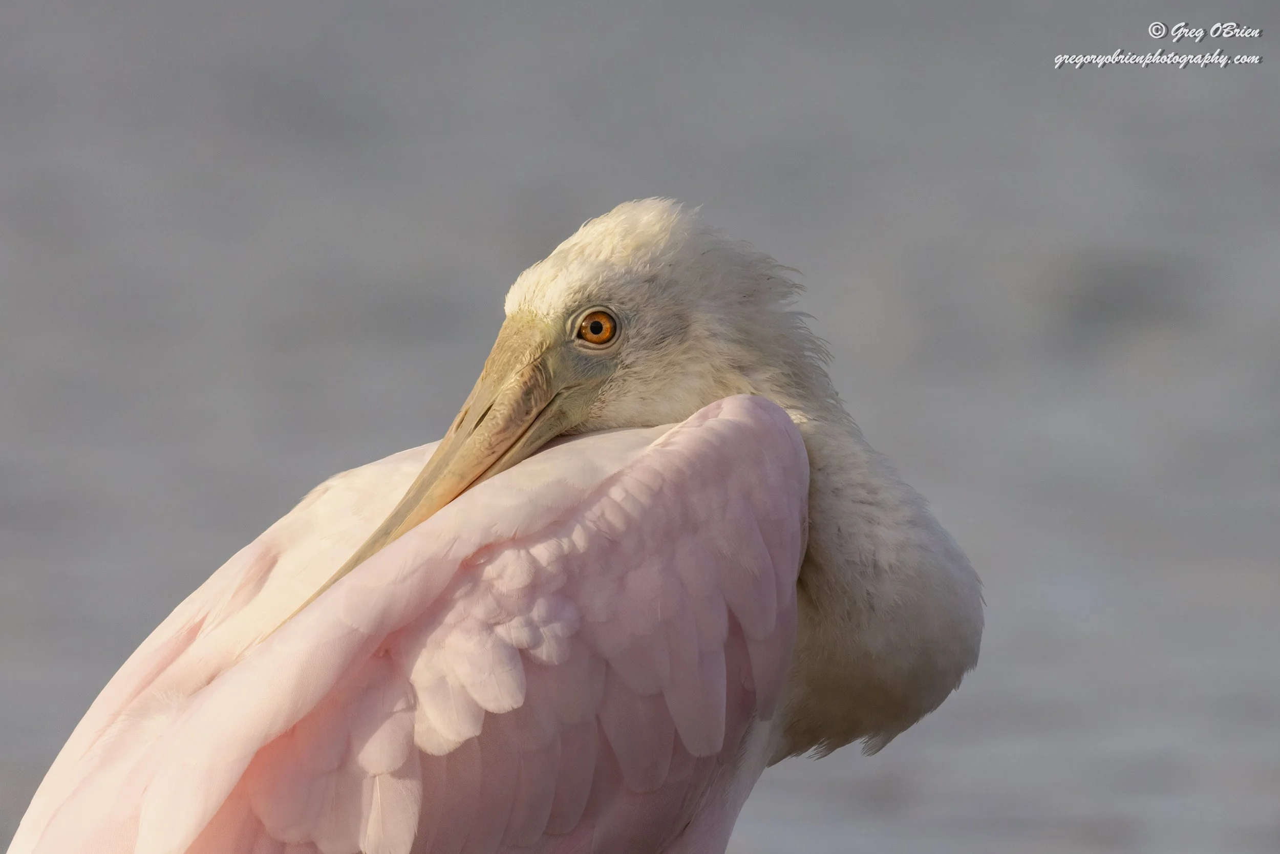 Roseate Spoonbill juvenile- Fort De Soto - Tierra Verde, Florida