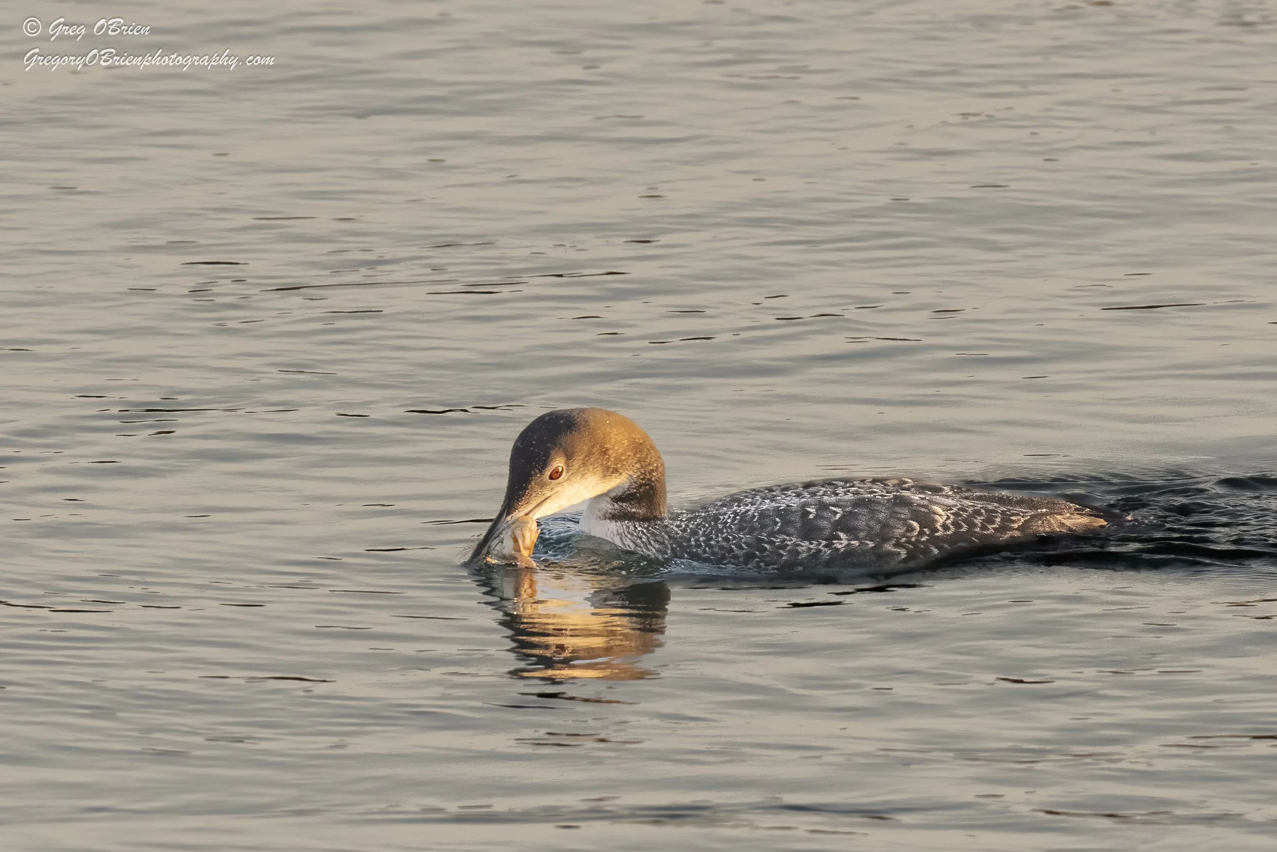 Common Loon - (winter plumage) with a early morning crab breakfast - Cape Cod Canal, Massachusetts