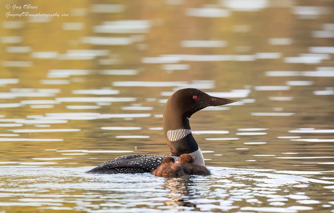 Common Loon (with chicks at sunrise) - Lac Le Jeune - British Columbia