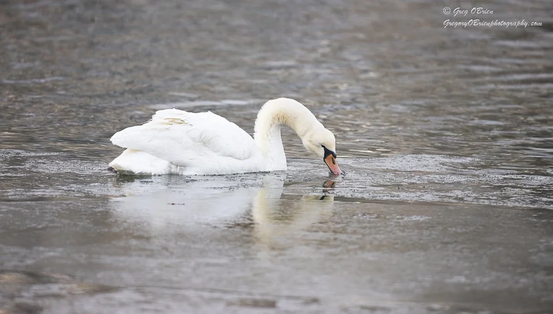 Mute Swan searching for vegetation on the edges of the Cape Cod Canal, Massachusetts