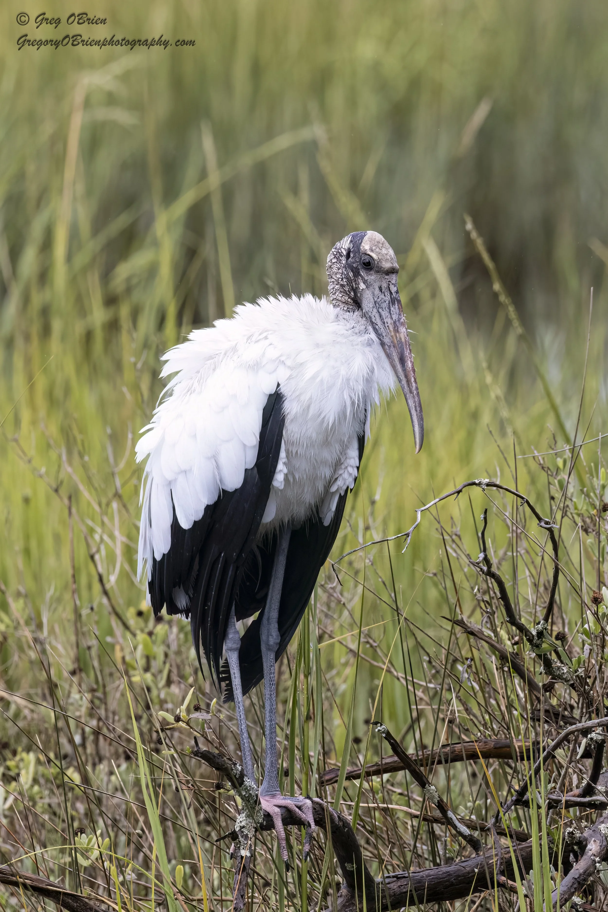 Wood Stork - Huntington Beach State Park - South Carolina