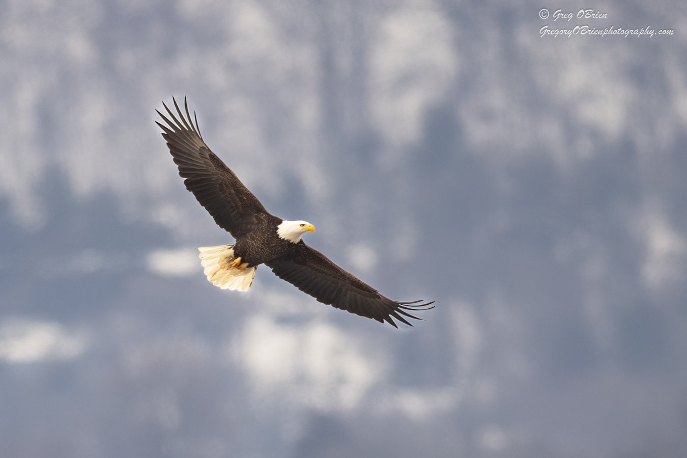 Bald Eagle in flight over an icy Hudson River in Westchester County, New York
