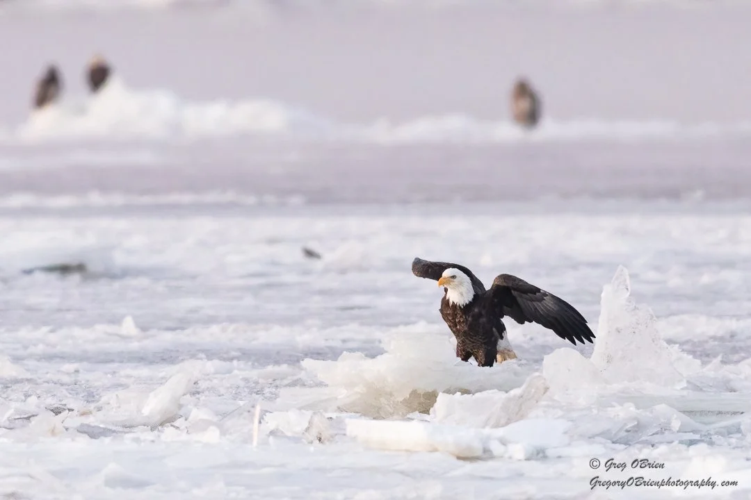 Bald Eagle on an icy Hudson River in Westchester County, New York
