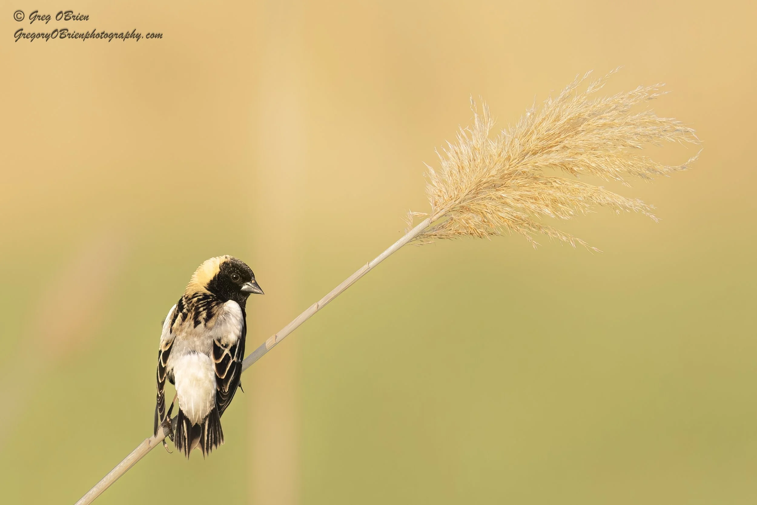 Bobolink (breeding male) - resting on winter tall grass - Daniel Webster Wildlife Sanctuary - Marshfield, Massachusetts