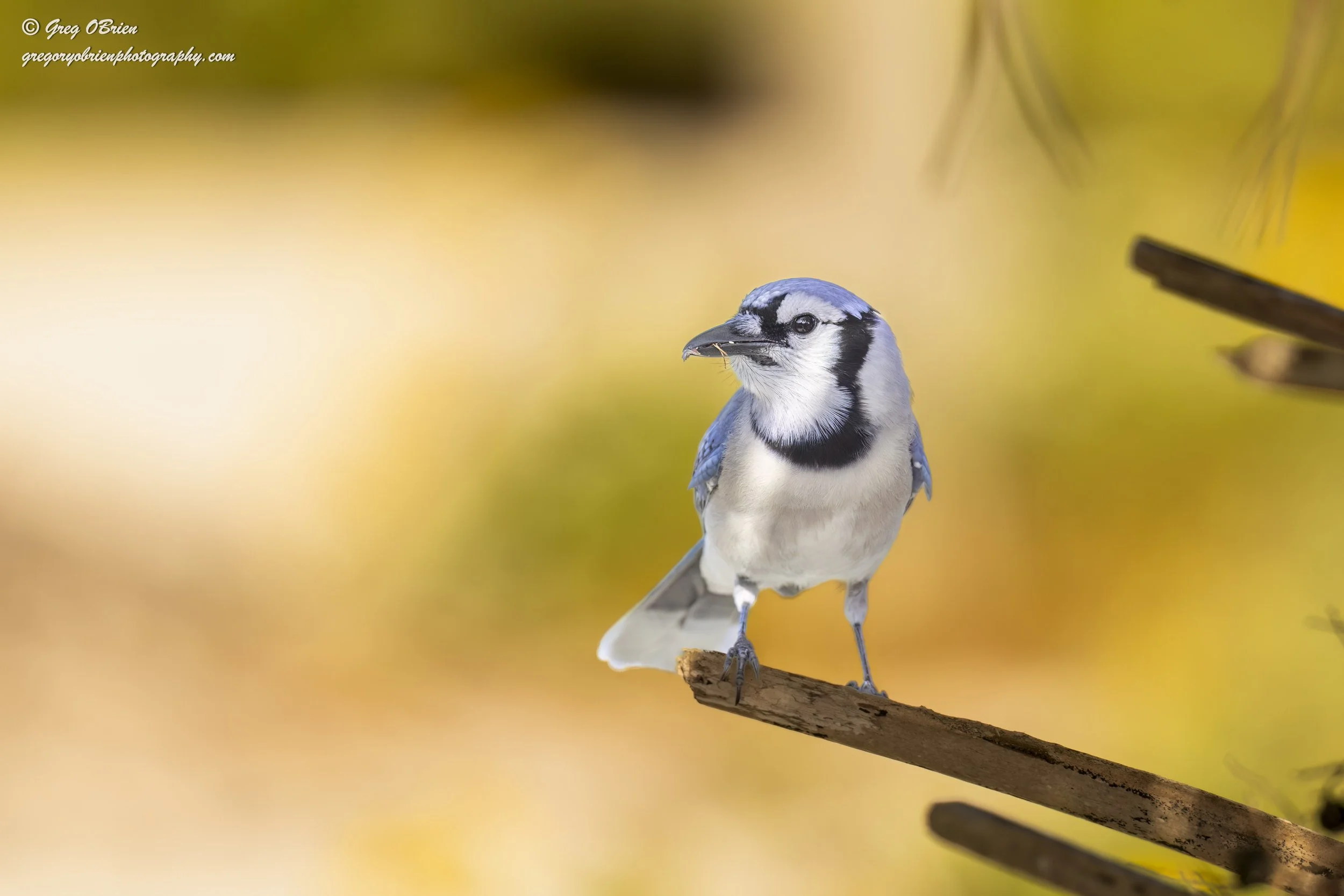 Blue Jay - Nokomis Beach area - Florida