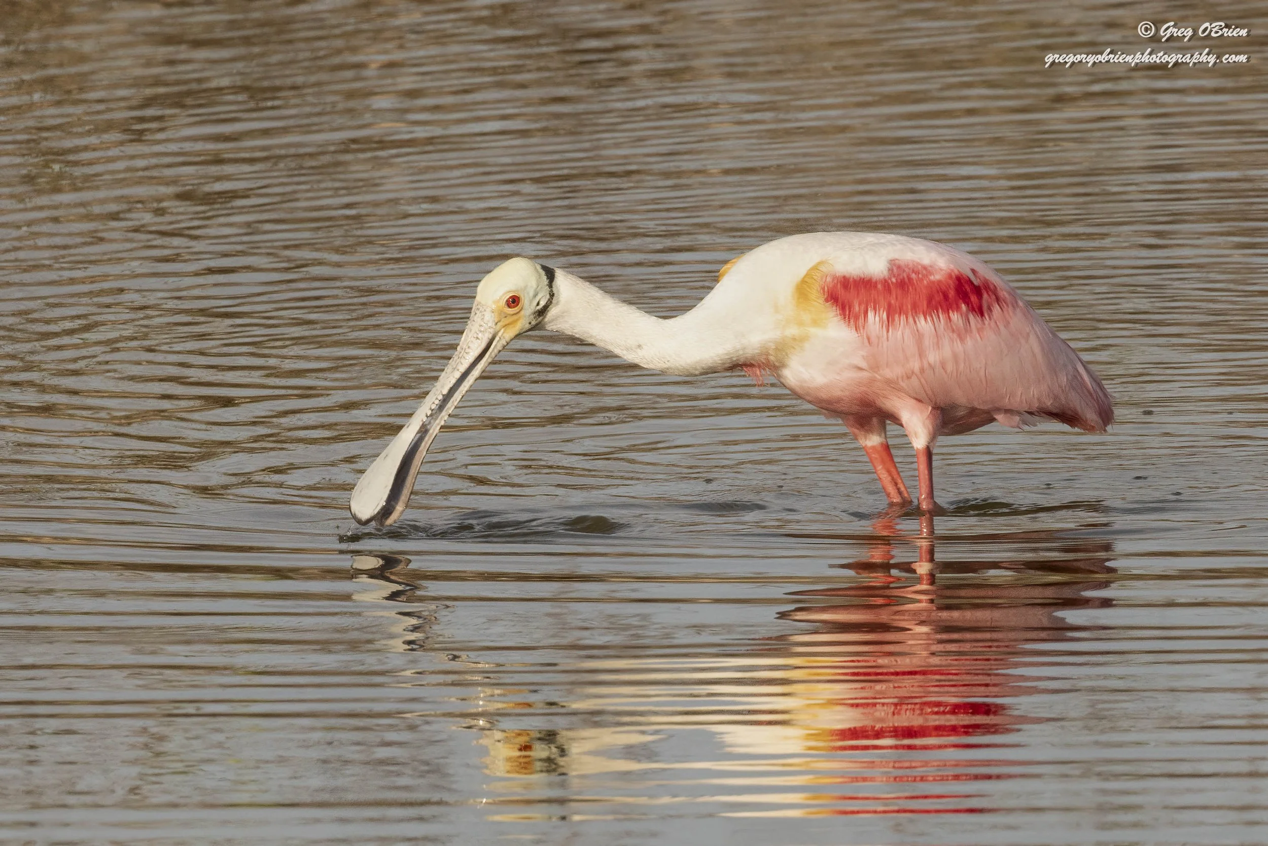 Roseate Spoonbill - Fort De Soto - Tierra Verde, Florida