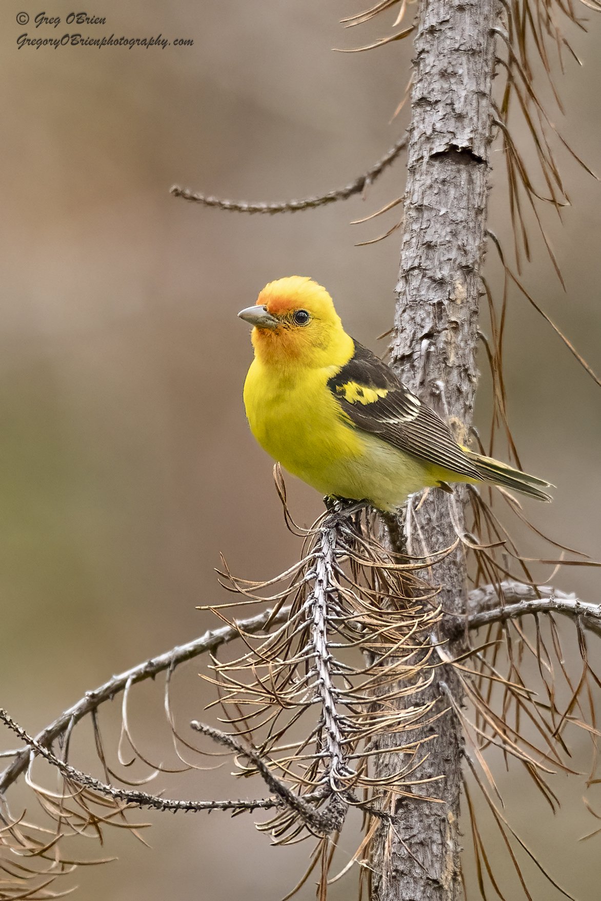 Western Tanager - Kamloops - British Columbia 
