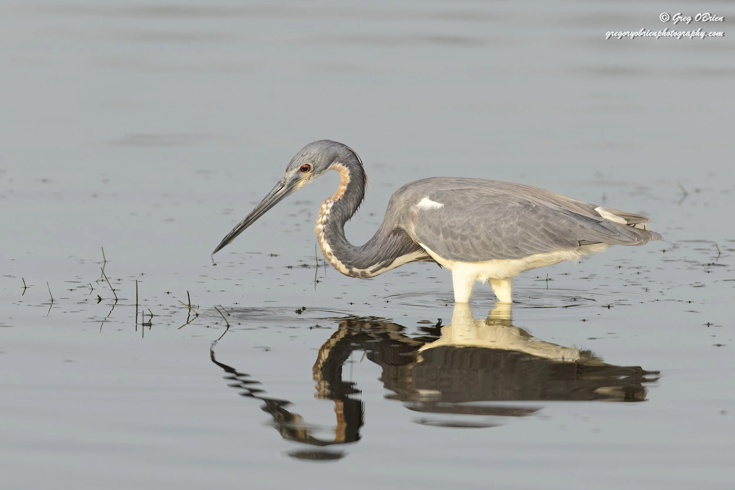 Tricolored Heron - Fort De Soto - Tierra Verde, Florida