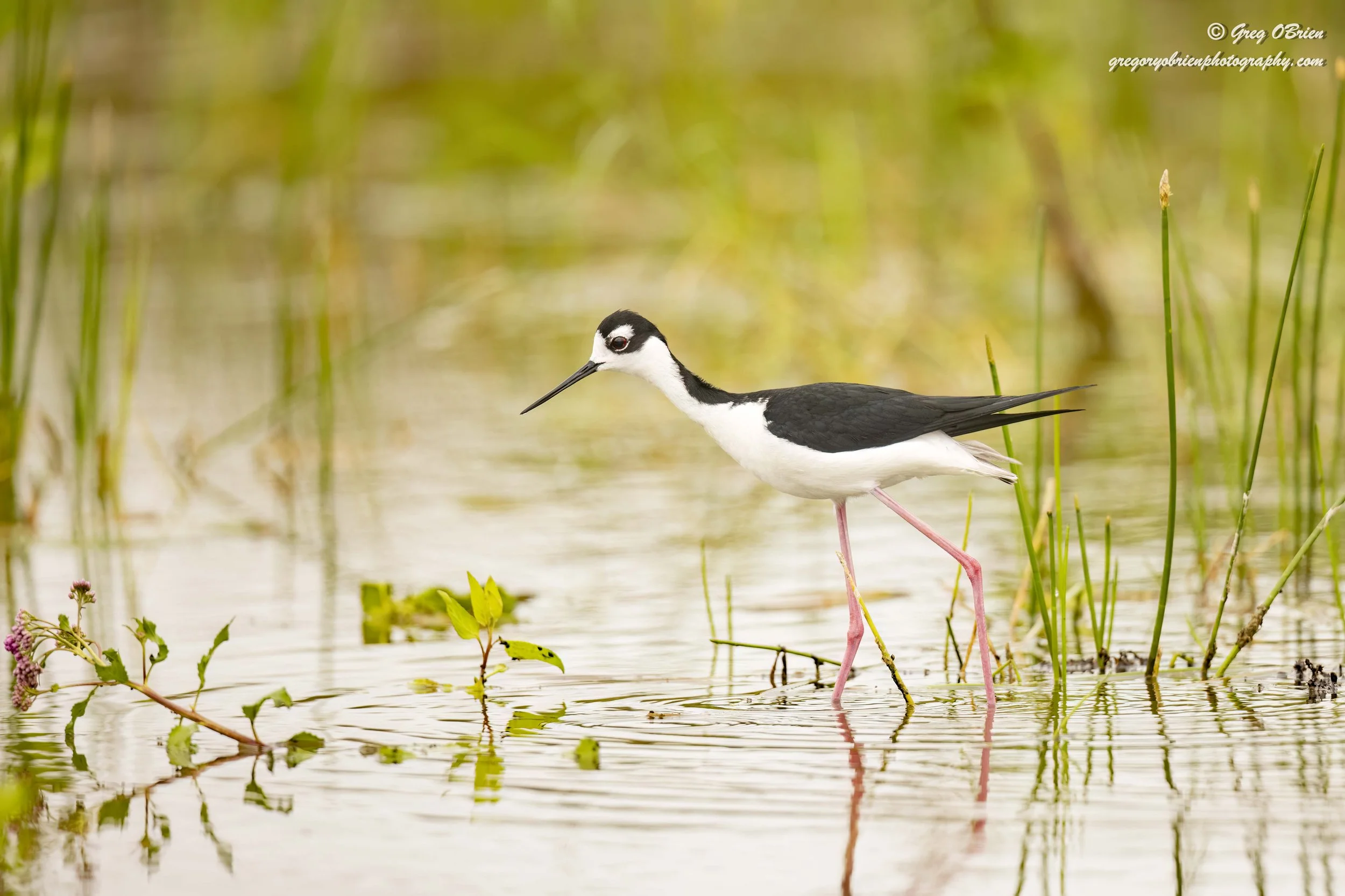 Black-necked Stilt - The Celery Fields - Sarasota, Florida