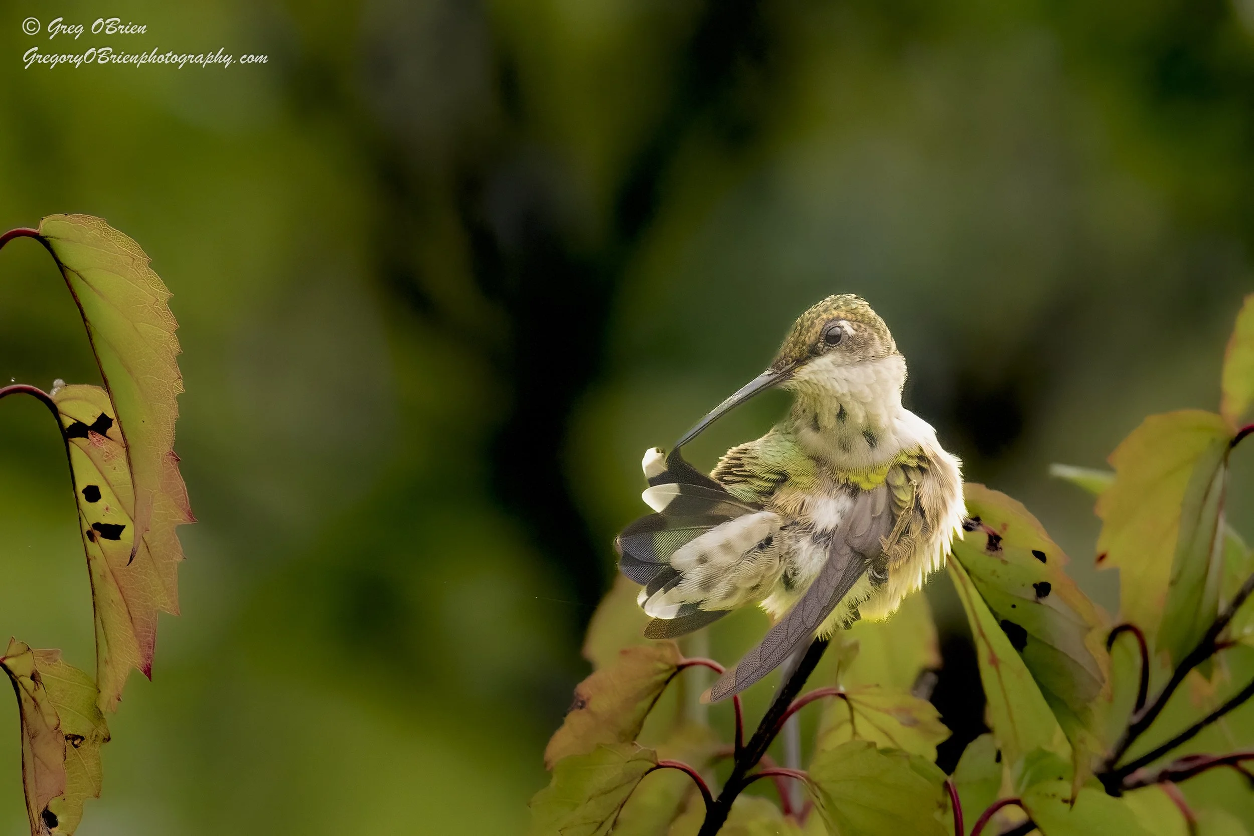 Ruby-throated Hummingbird (female) -  Daniel Webster Wildlife Sanctuary, Marshfield, Massachusetts