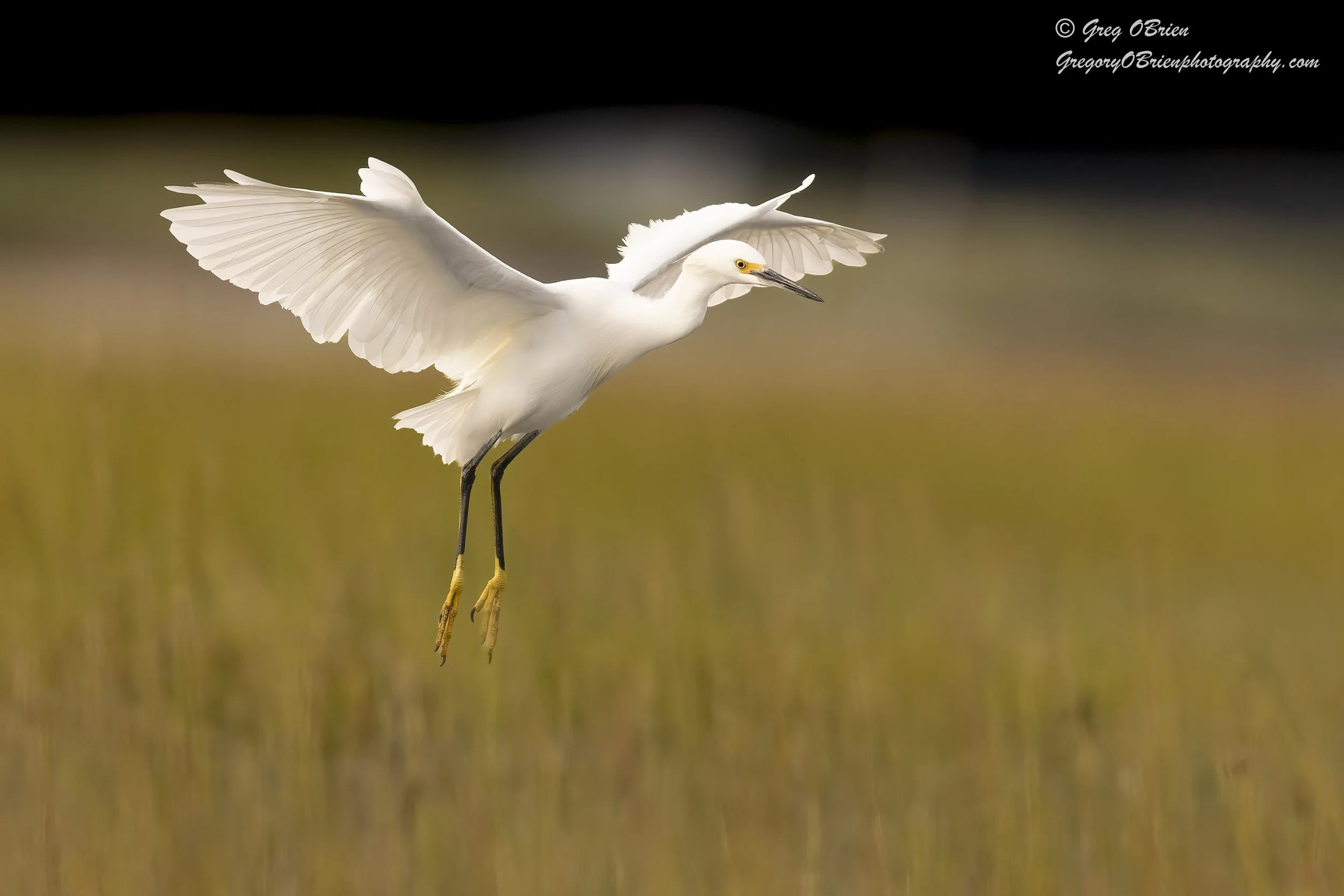 Snowy Egret landing in salt marsh - The Spit - Scituate, Massachusetts.