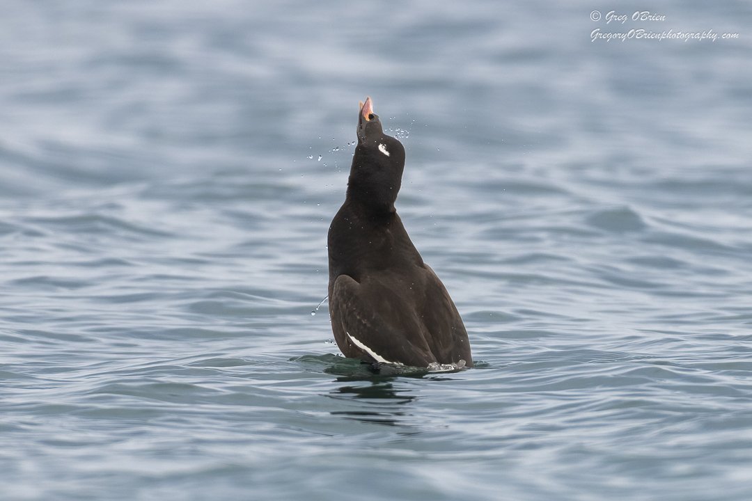 White-winged Scoter - Humarock Beach, Massachusetts