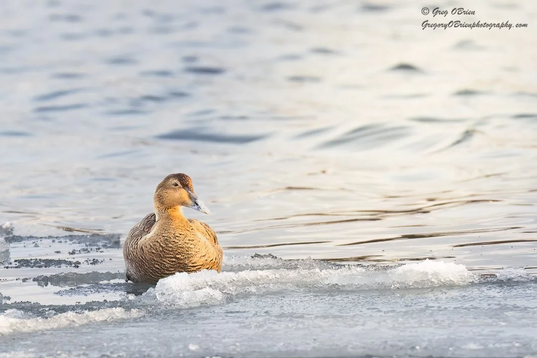 Common Eider (female) - Cape Cod Canal, Massachusetts