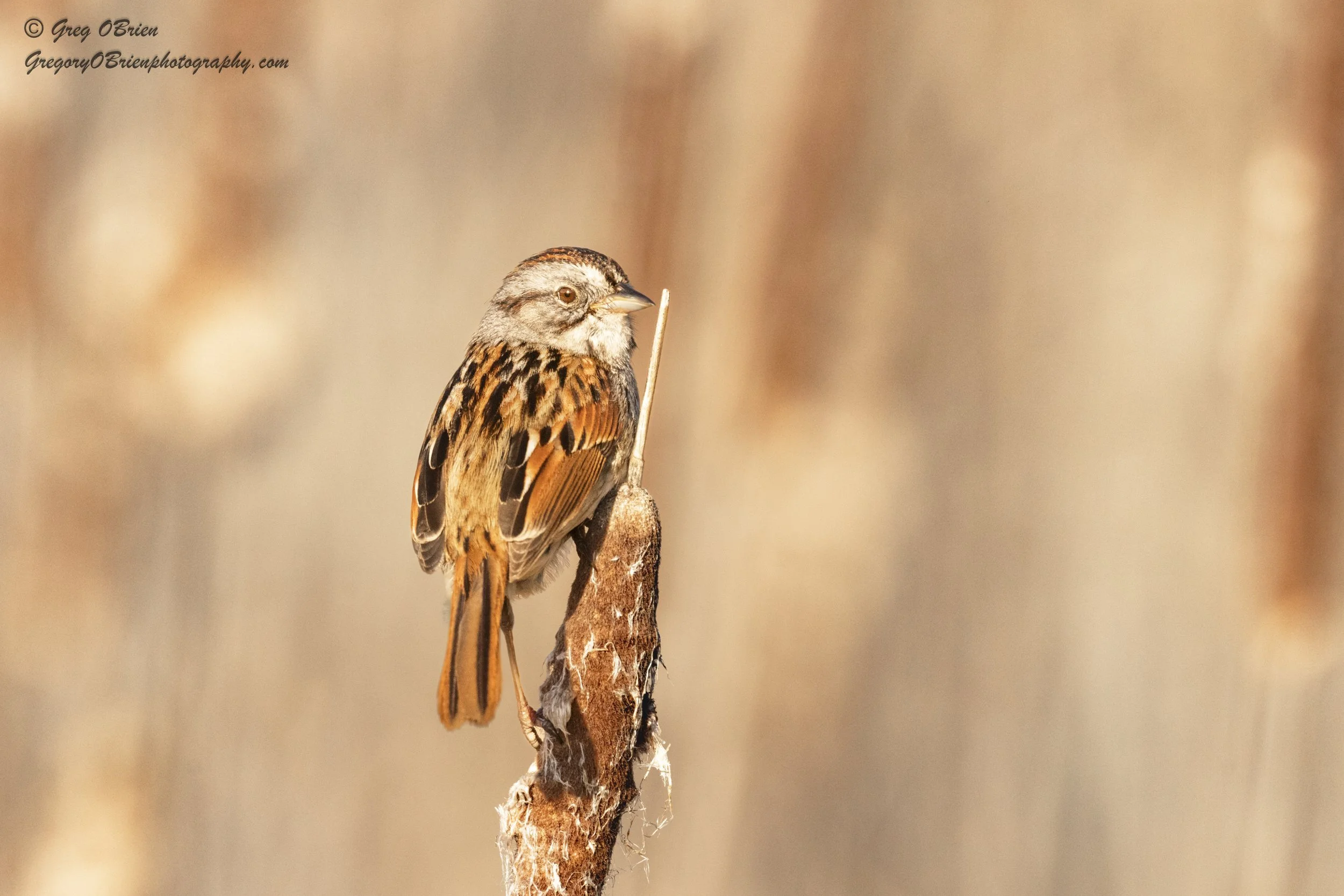 Swamp Sparrow - Great Meadows NWR - Concord, Massachusetts