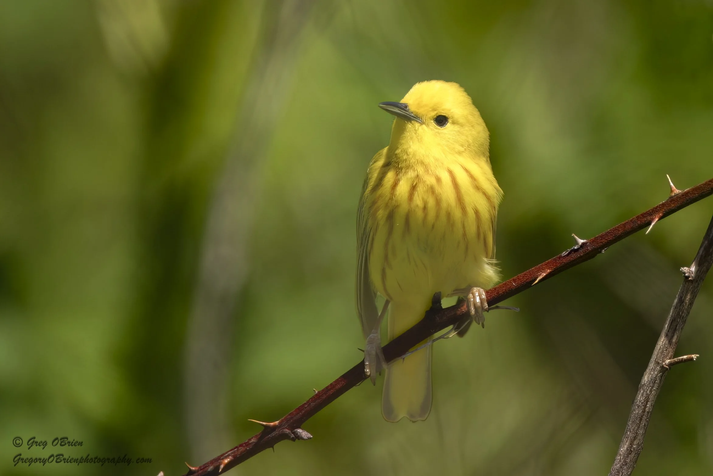 Yellow Warbler (male) - Daniel Webster Wildlife Sanctuary - Marshfield, Massachusetts