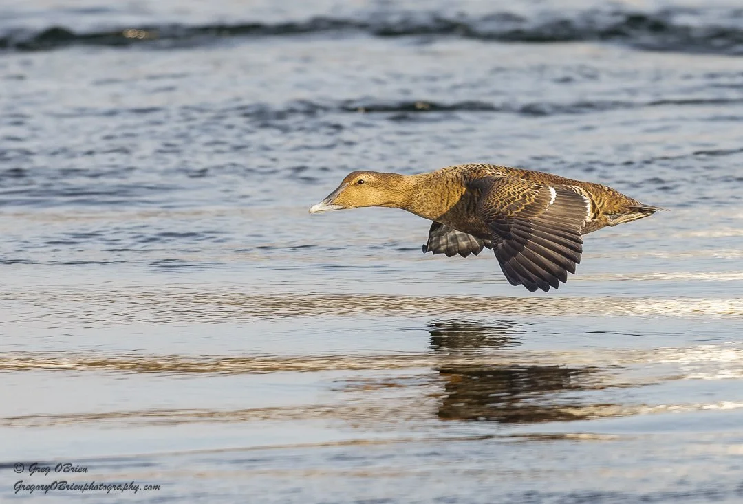 Common Eider (female) in flight - Cape Cod Canal, Massachusetts