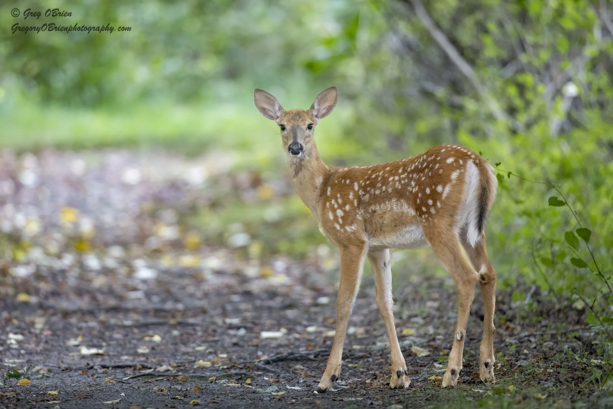White-tailed Deer (fawn) - Daniel Webster Wildlife Sanctuary - Marshfield, Massachusetts