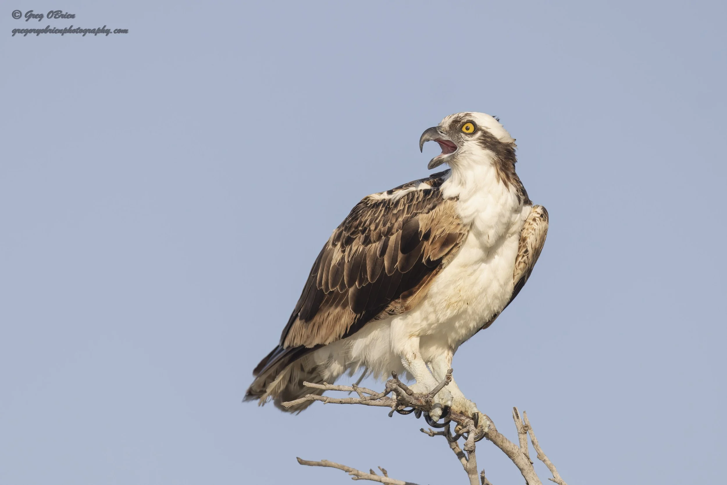 Osprey perched warning nearby birds that "I am here" - Nokomis Jetty, Florida