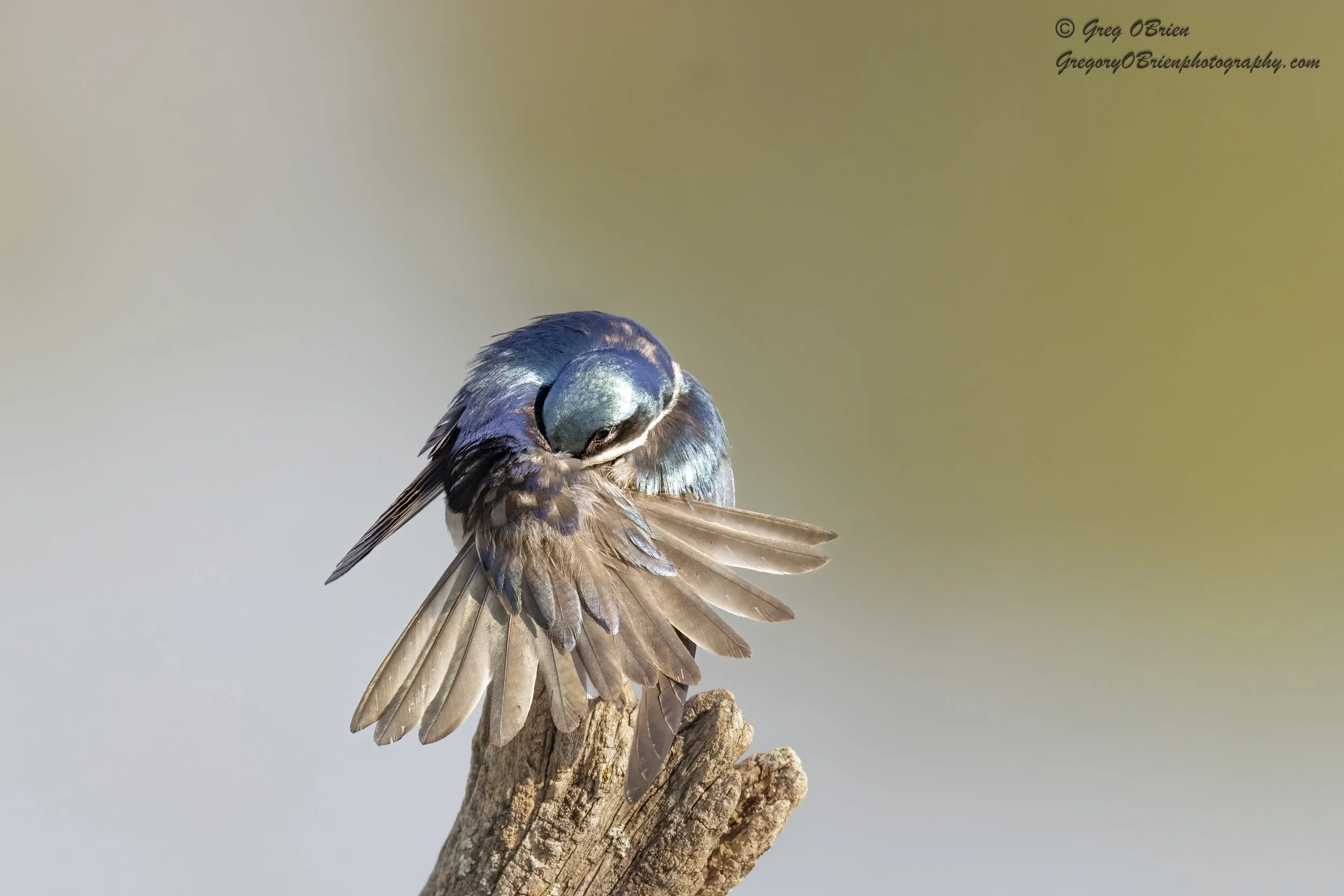 Tree Swallow (grooming) - Daniel Webster Wildlife Sanctuary - Marshfield, Massachusetts