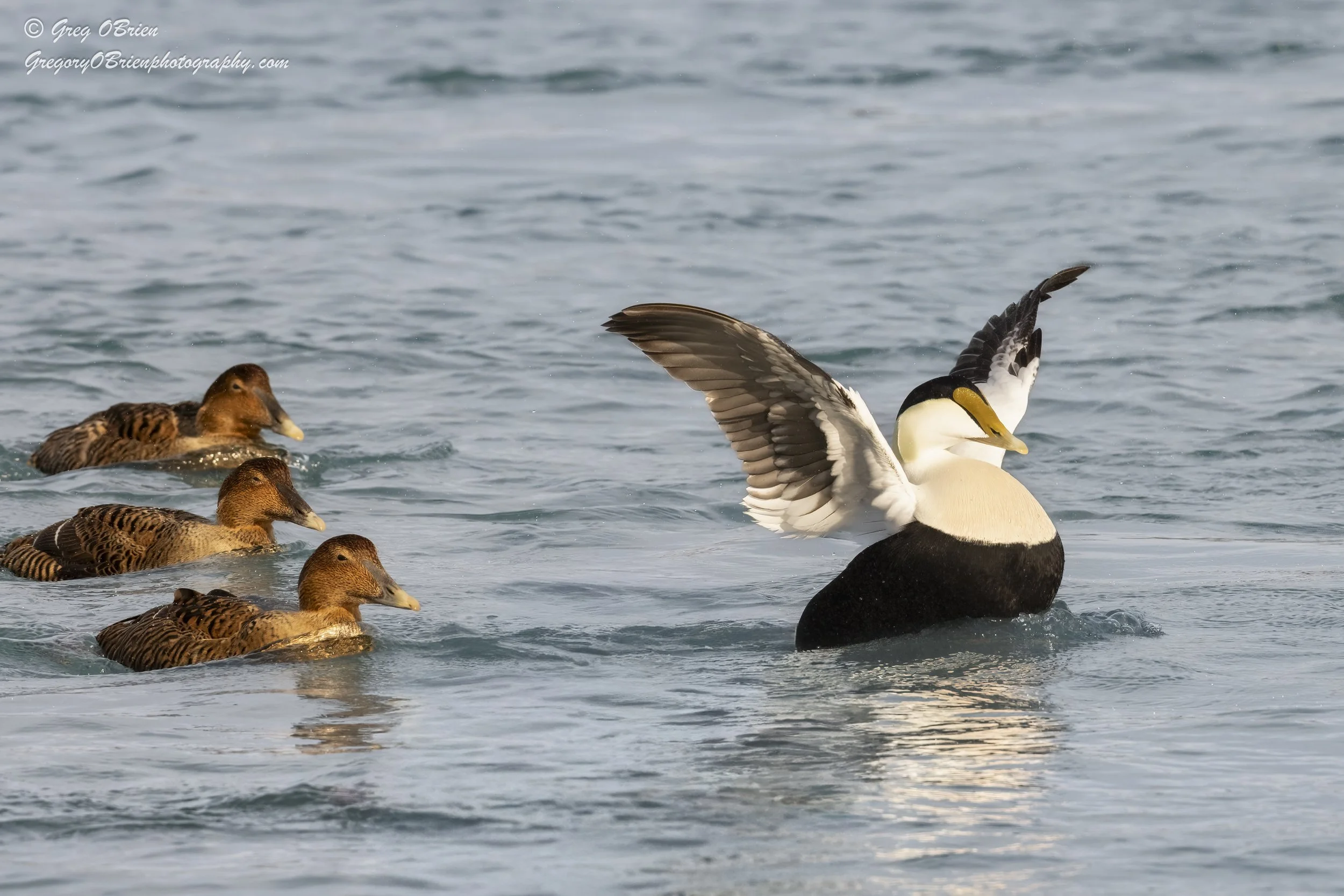 Common Eider (male) on the Cape Cod Canal, Massachusetts