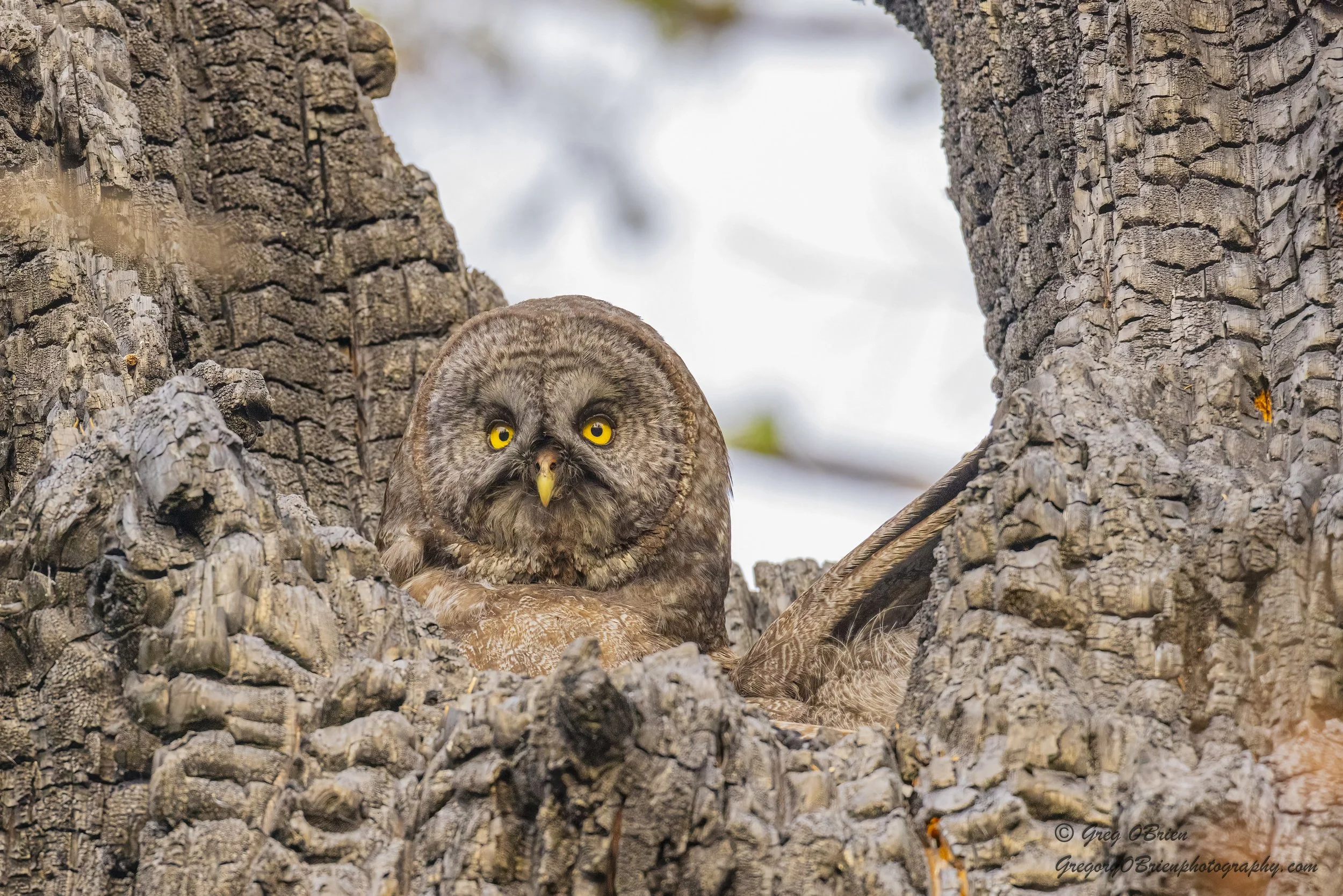Great Gray Owl (Nesting) - Kamloops - British Columbia 