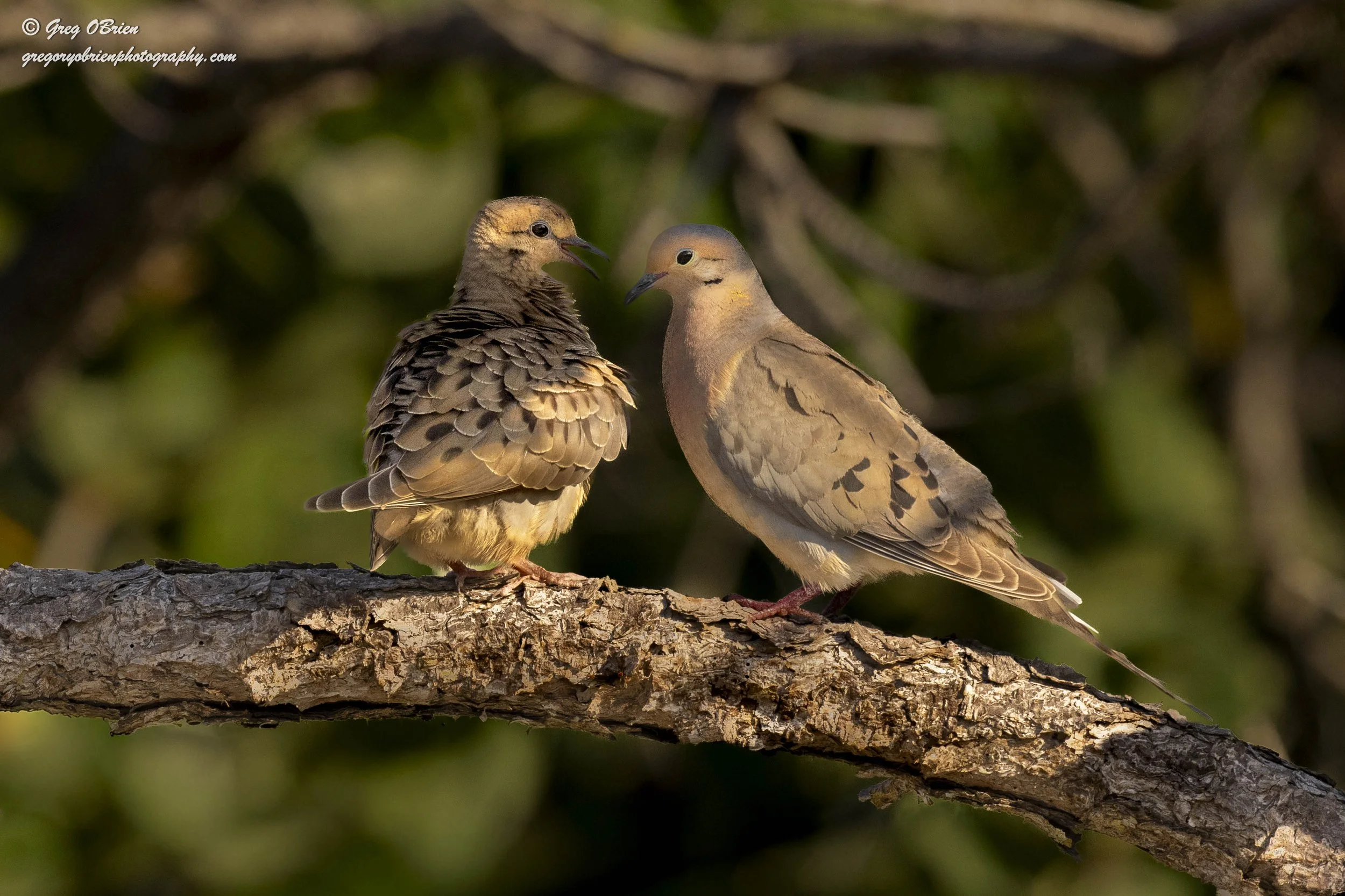 Mourning Doves "Love is in the air" - Nokomis Beach area - Florida
