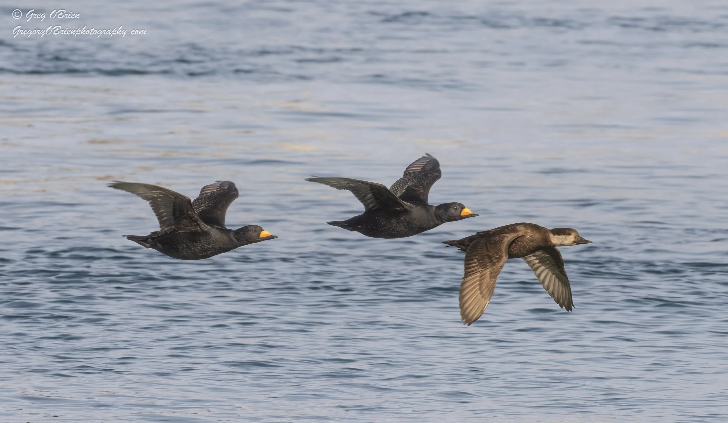 Black Scoters (in flight) - Cape Cod Canal, Massachusetts