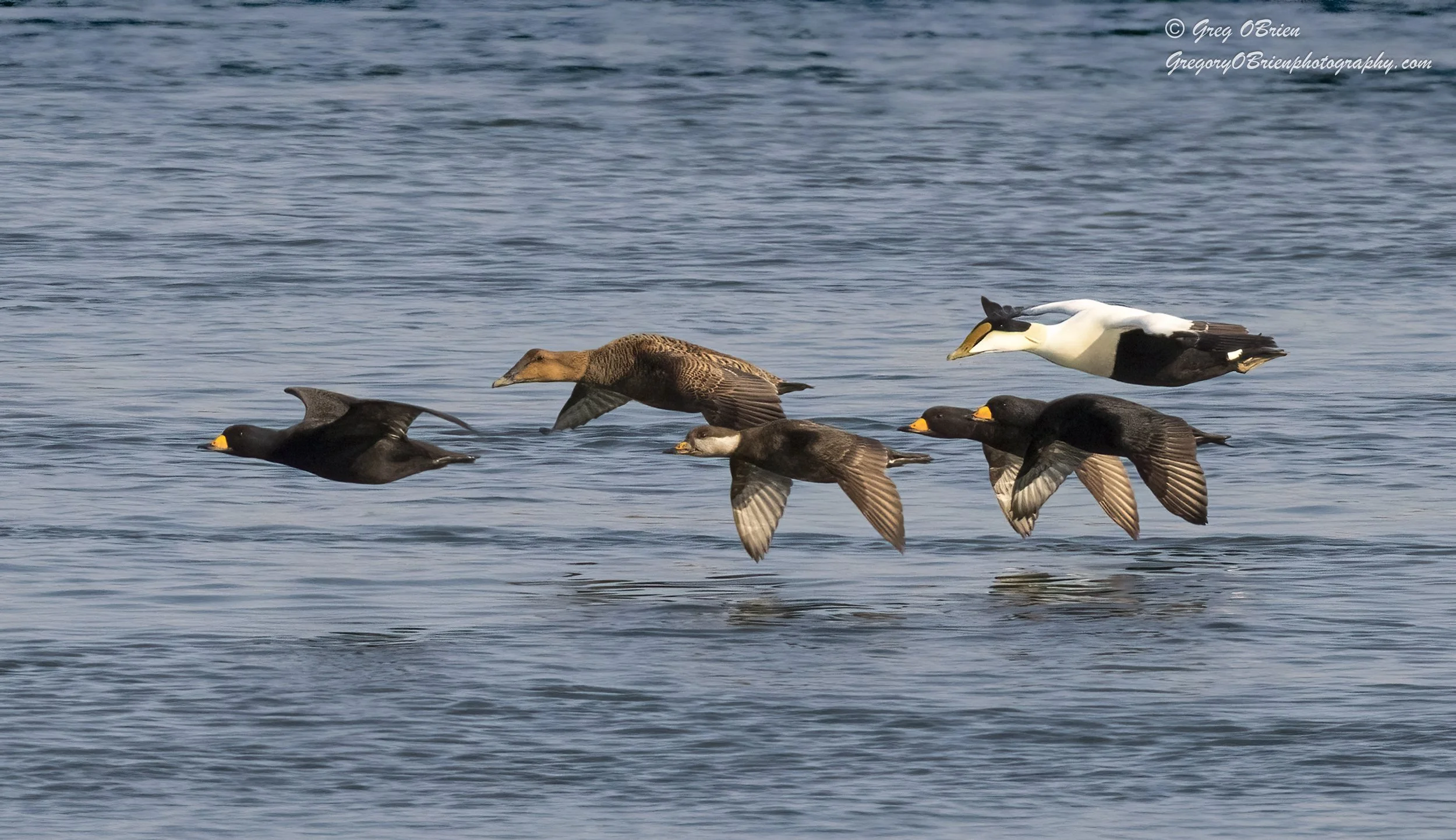 Common Eiders and Black Scoters in flight over the Cape Cod Canal, Massachusetts