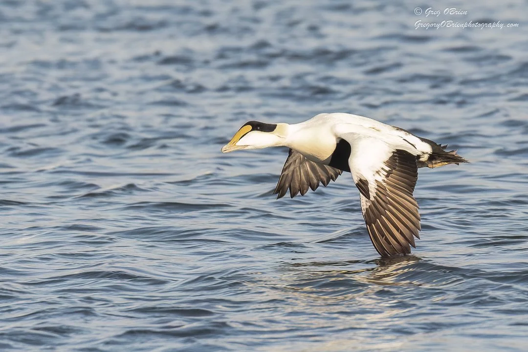 Common Eider (in flight) over the Cape Cod Canal, Massachusetts