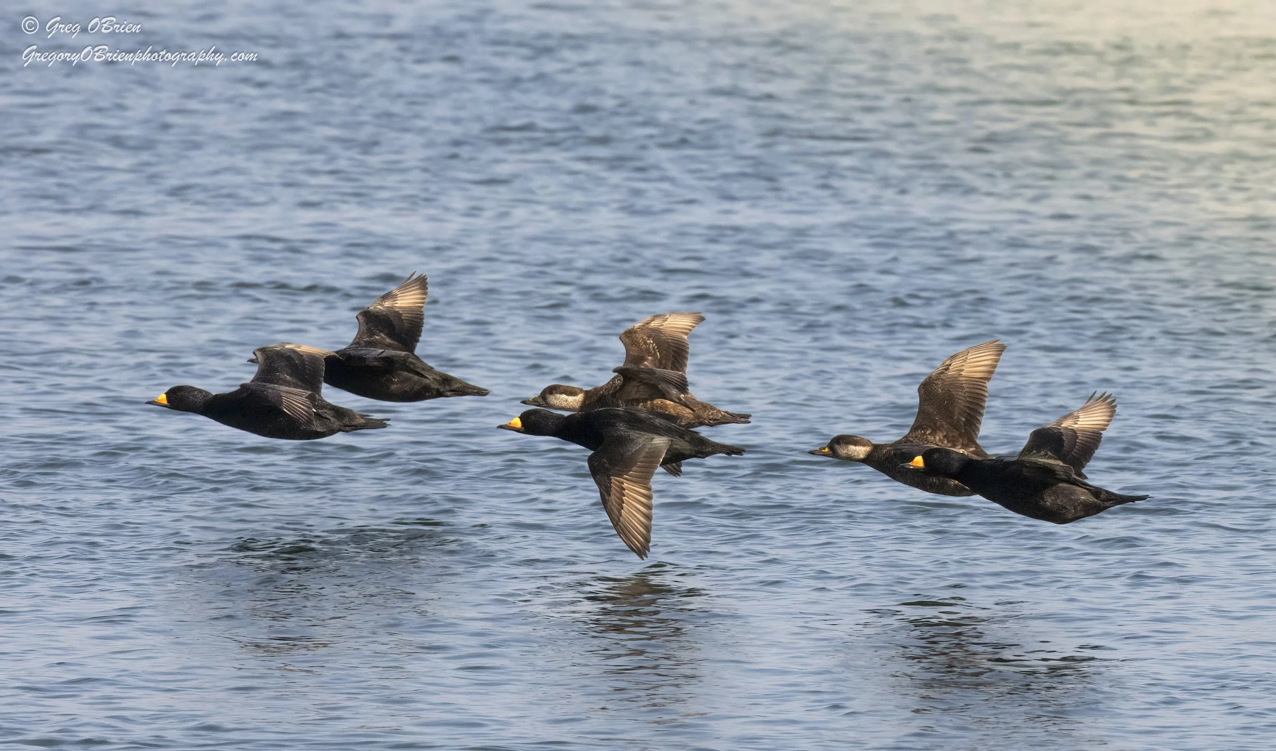 Black Scoter pairs (in flight) - Cape Cod Canal, Massachusetts
