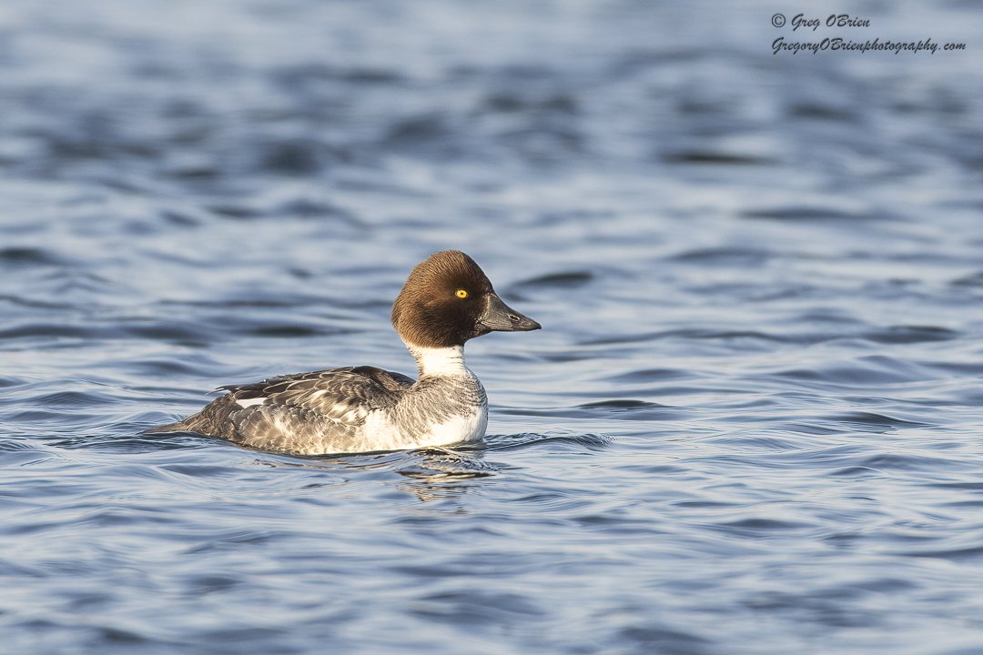 Common Goldeneye (female) - Cape Cod Canal, Massachusetts